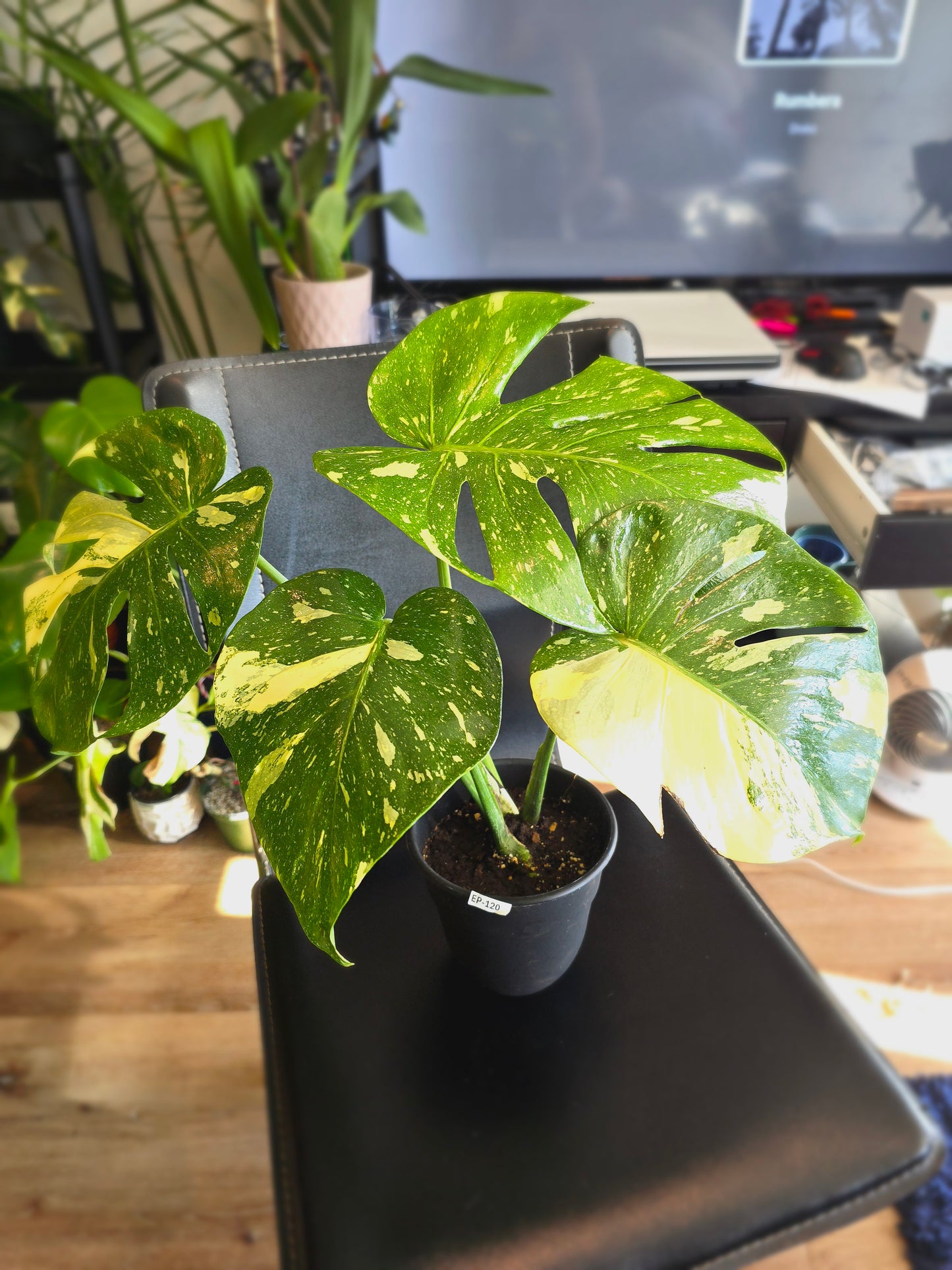 (UG-09)Root in moss 4-6+ leaves- Monstera Delisiosa 'Thai Constellation' Variegated Rare Plant- Get Similar to the picture - 🪴 Voelk Art & Plants Inc 🪴