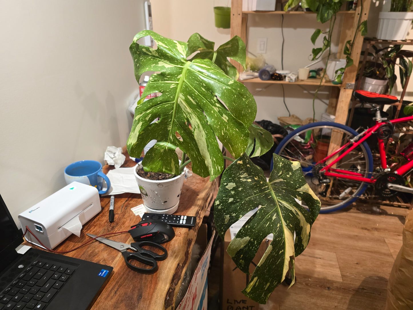 (UG-09)Root in moss 4-6+ leaves- Monstera Delisiosa 'Thai Constellation' Variegated Rare Plant- Get Similar to the picture - 🪴 Voelk Art & Plants Inc 🪴