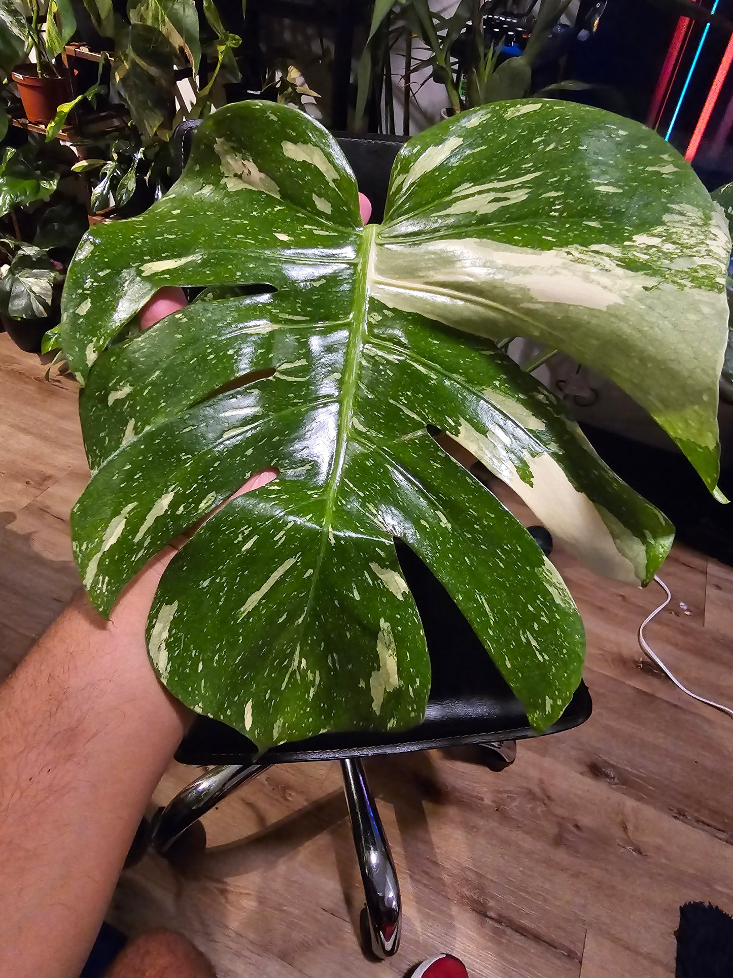 (UG-09)Root in moss 4-6+ leaves- Monstera Delisiosa 'Thai Constellation' Variegated Rare Plant- Get Similar to the picture - 🪴 Voelk Art & Plants Inc 🪴