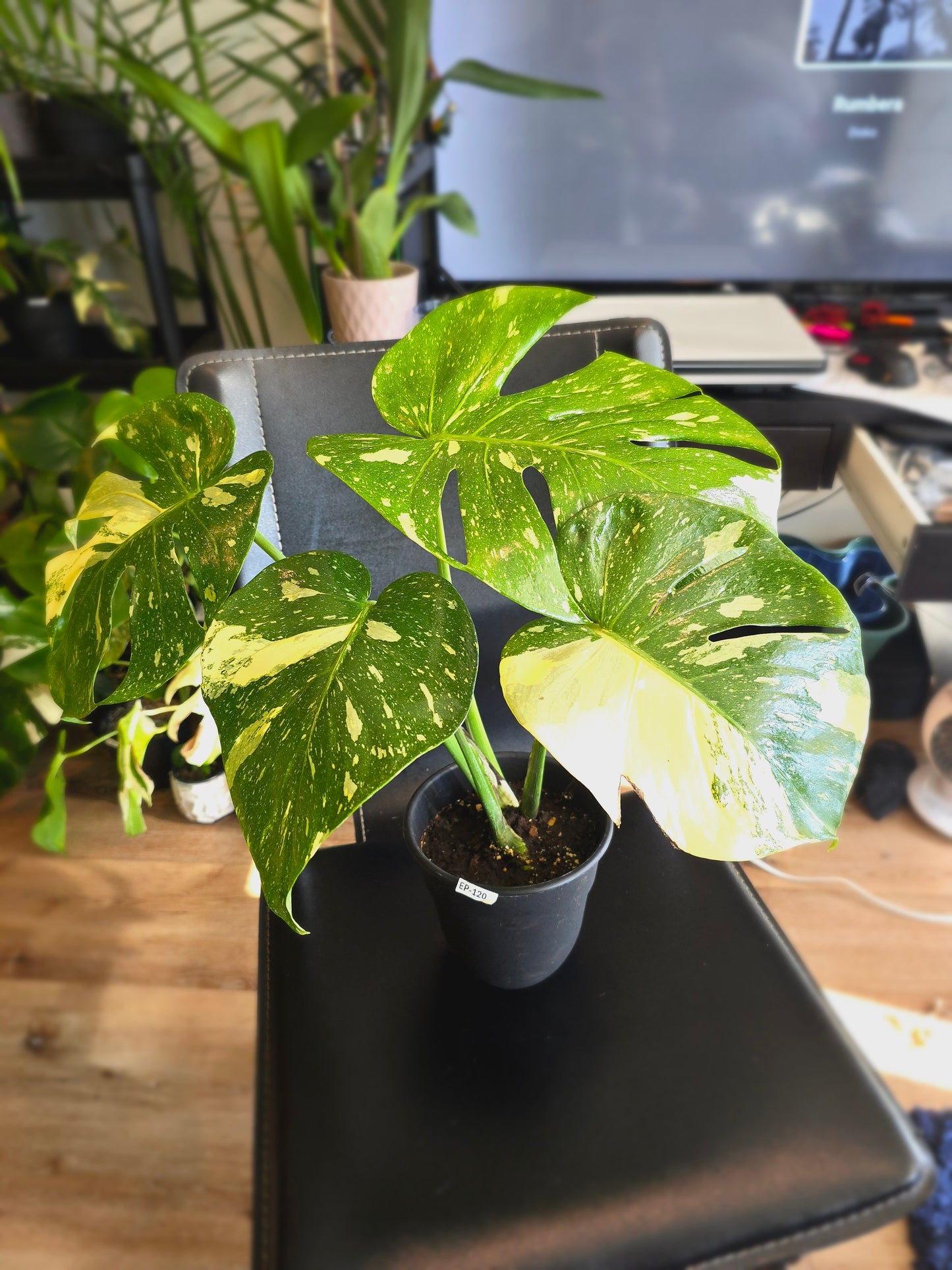 (UG-09)Root in moss 4-6+ leaves- Monstera Delisiosa 'Thai Constellation' Variegated Rare Plant- Get Similar to the picture - 🪴 Voelk Art & Plants Inc 🪴