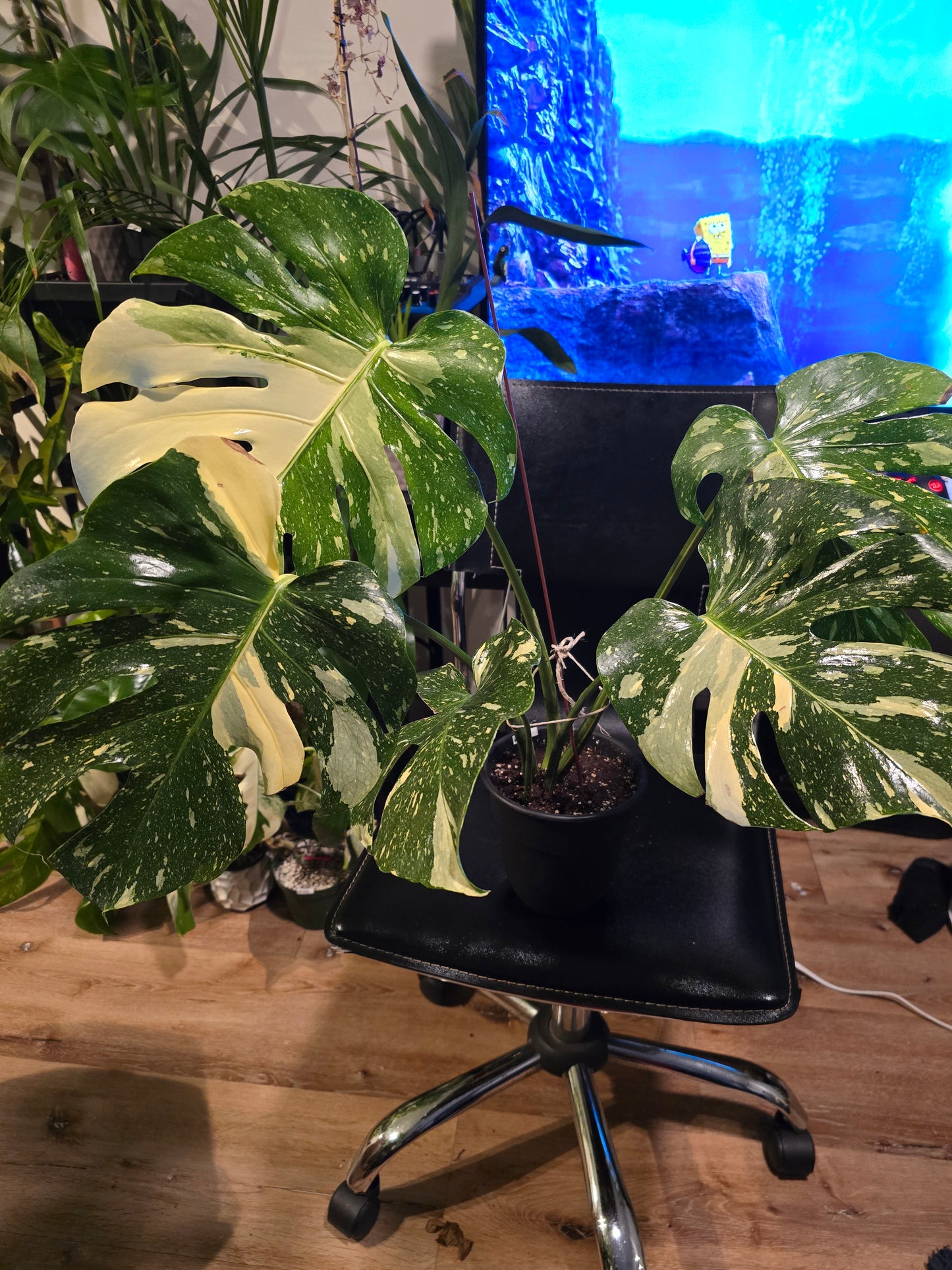 (UG-09)Root in moss 4-6+ leaves- Monstera Delisiosa 'Thai Constellation' Variegated Rare Plant- Get Similar to the picture - 🪴 Voelk Art & Plants Inc 🪴