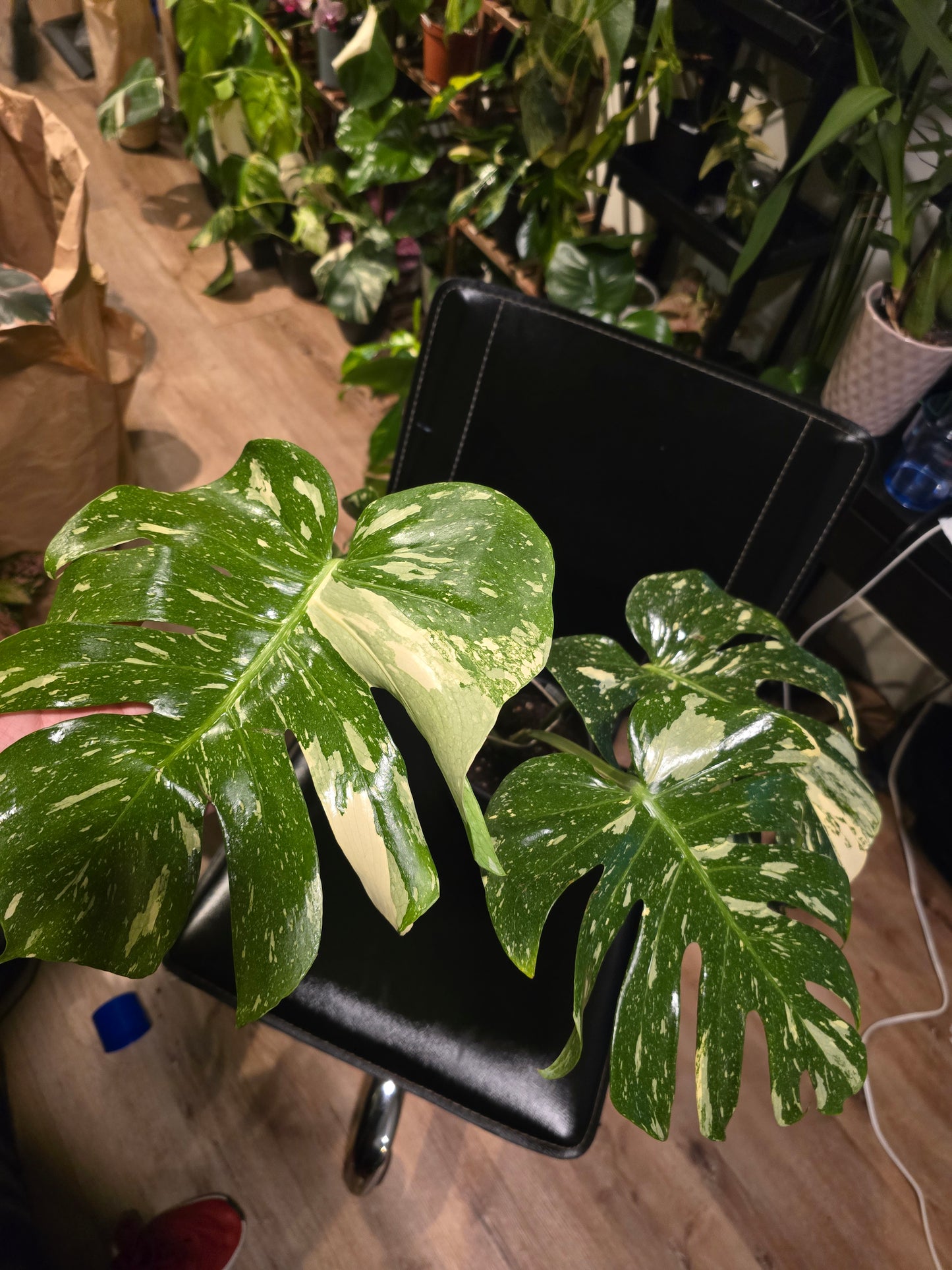 (UG-09)Root in moss 4-6+ leaves- Monstera Delisiosa 'Thai Constellation' Variegated Rare Plant- Get Similar to the picture - 🪴 Voelk Art & Plants Inc 🪴