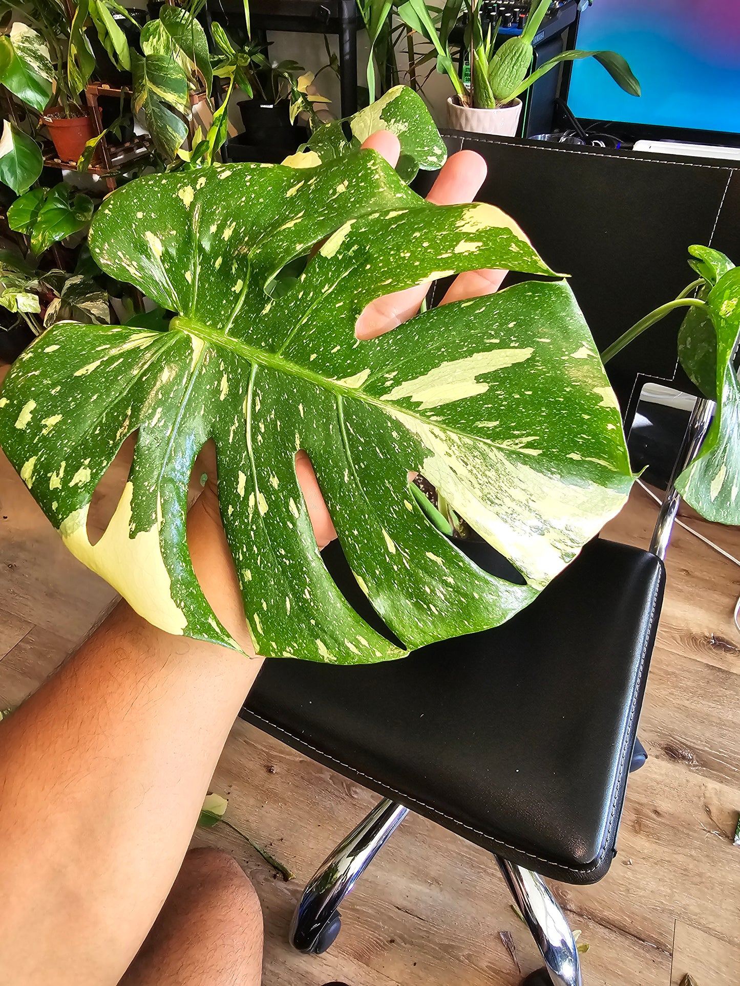 (UG-09)Root in moss 4-6+ leaves- Monstera Delisiosa 'Thai Constellation' Variegated Rare Plant- Get Similar to the picture - 🪴 Voelk Art & Plants Inc 🪴
