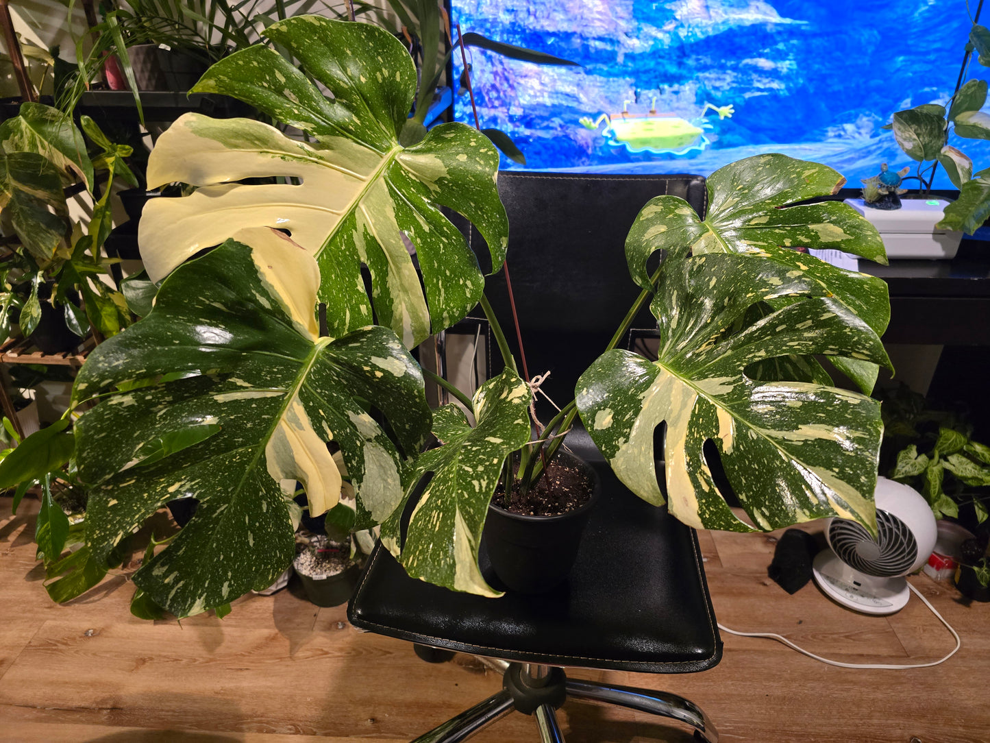 (UG-09)Root in moss 4-6+ leaves- Monstera Delisiosa 'Thai Constellation' Variegated Rare Plant- Get Similar to the picture - 🪴 Voelk Art & Plants Inc 🪴