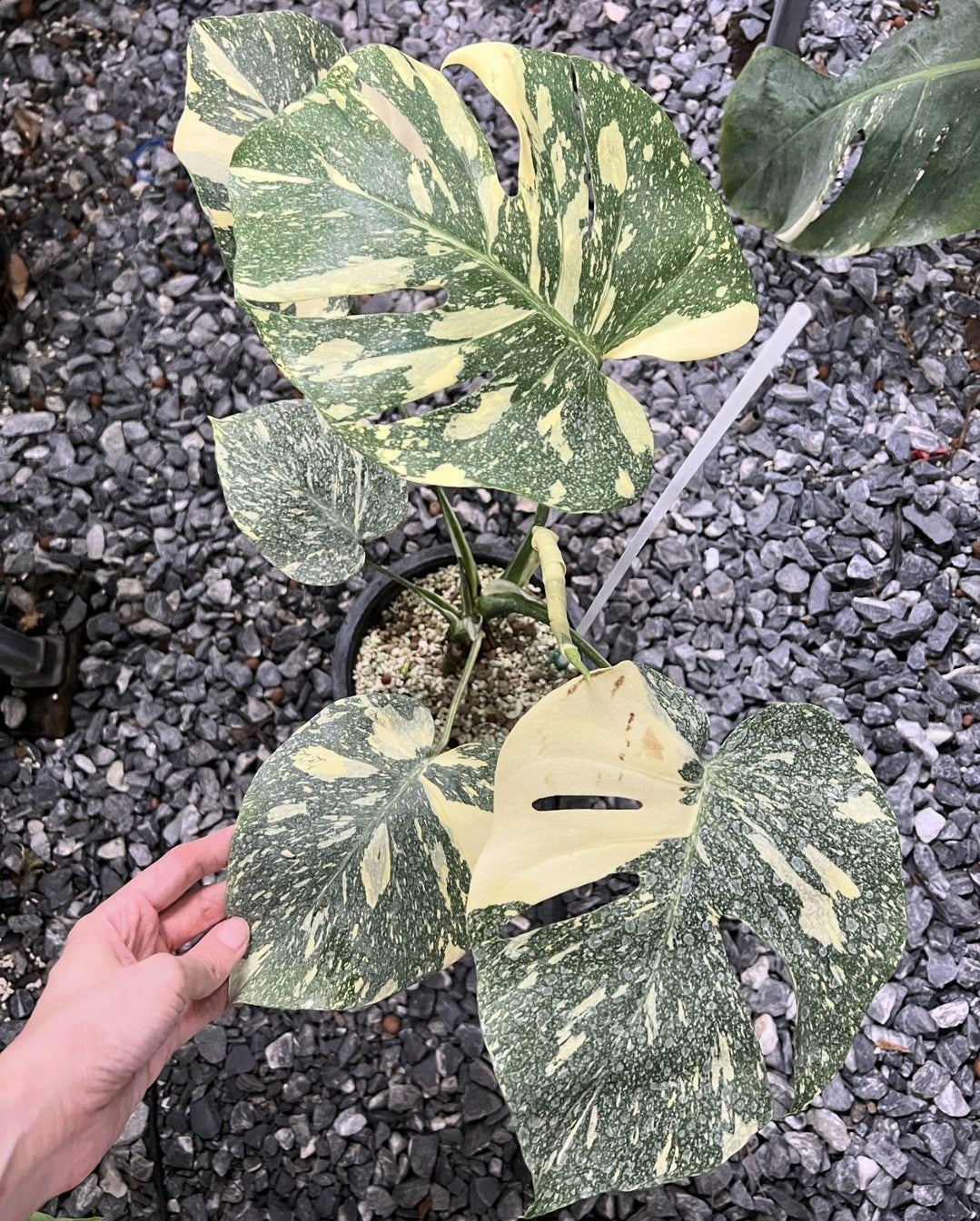 (UG-09)Root in moss 4-6+ leaves- Monstera Delisiosa 'Thai Constellation' Variegated Rare Plant- Get Similar to the picture - 🪴 Voelk Art & Plants Inc 🪴