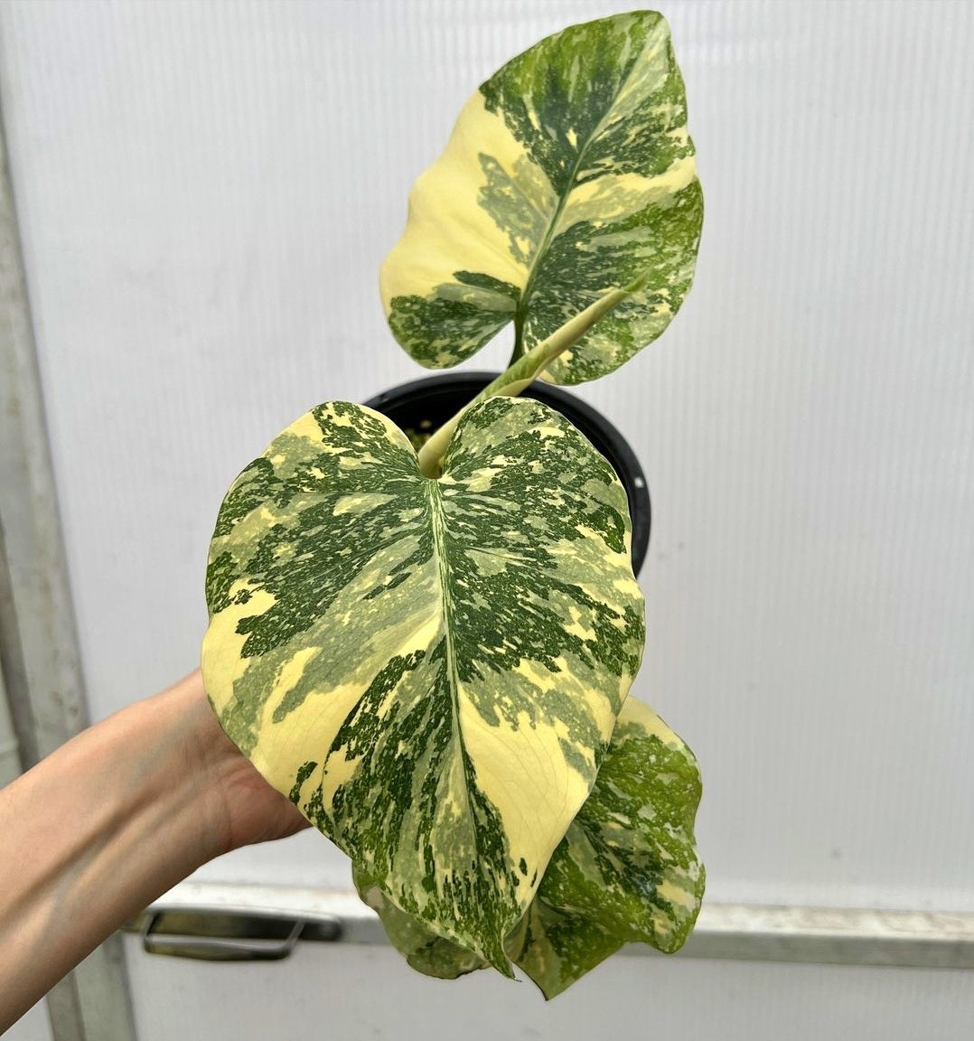 (UG-10)Root in moss top cut 3 leaves- Monstera delisiosa 'Cream Brulee' Variegated Rare Plant- Get Similar to the picture - 🪴 Voelk Art & Plants Inc 🪴