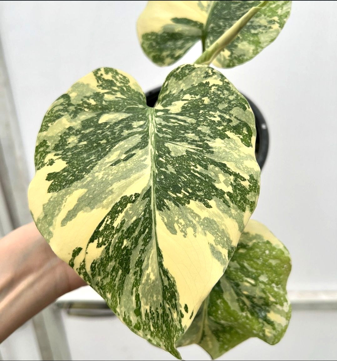 (UG-10)Root in moss top cut 3 leaves- Monstera delisiosa 'Cream Brulee' Variegated Rare Plant- Get Similar to the picture - 🪴 Voelk Art & Plants Inc 🪴