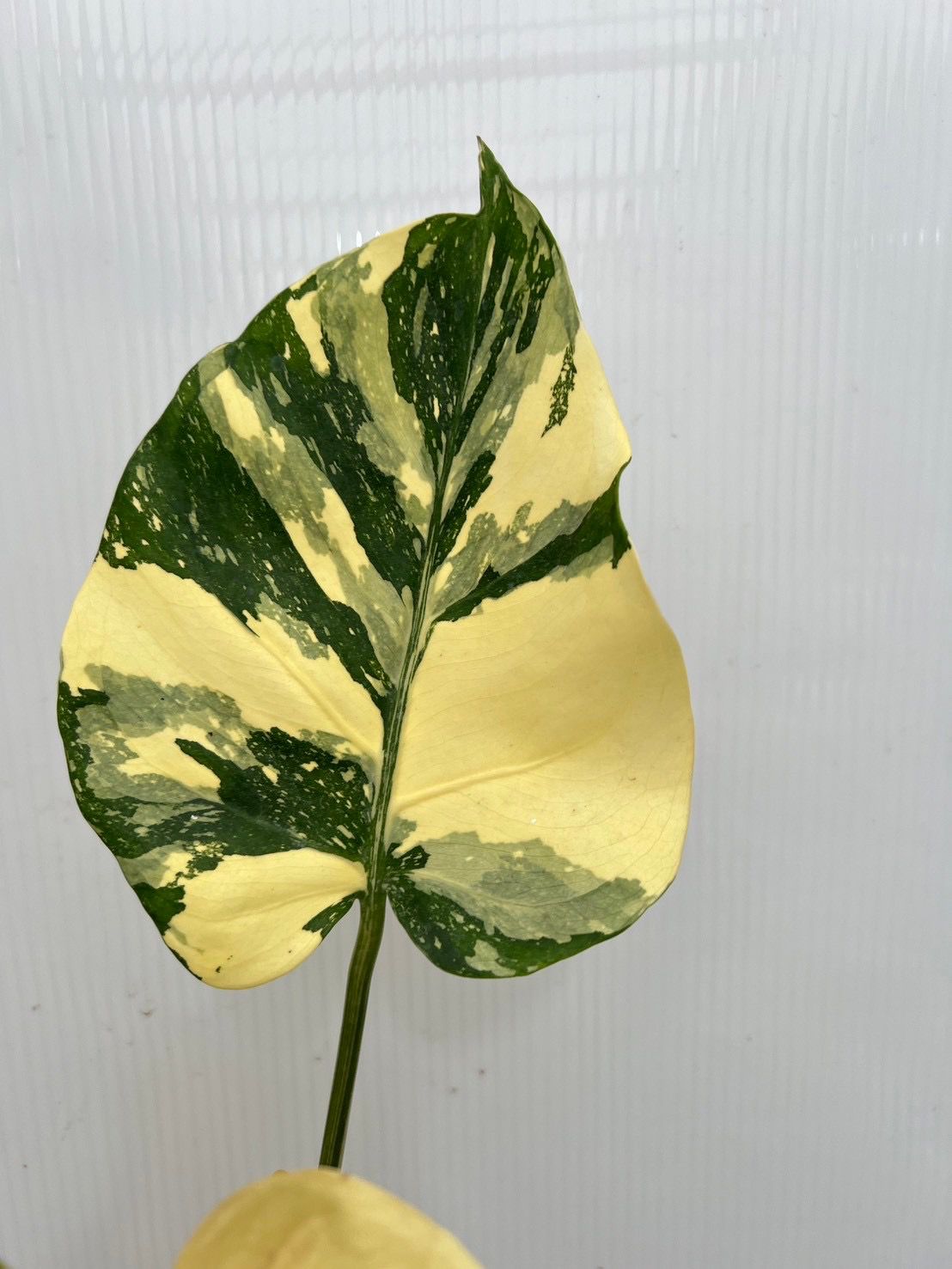 (UG-10)Root in moss top cut 3 leaves- Monstera delisiosa 'Cream Brulee' Variegated Rare Plant- Get Similar to the picture - 🪴 Voelk Art & Plants Inc 🪴