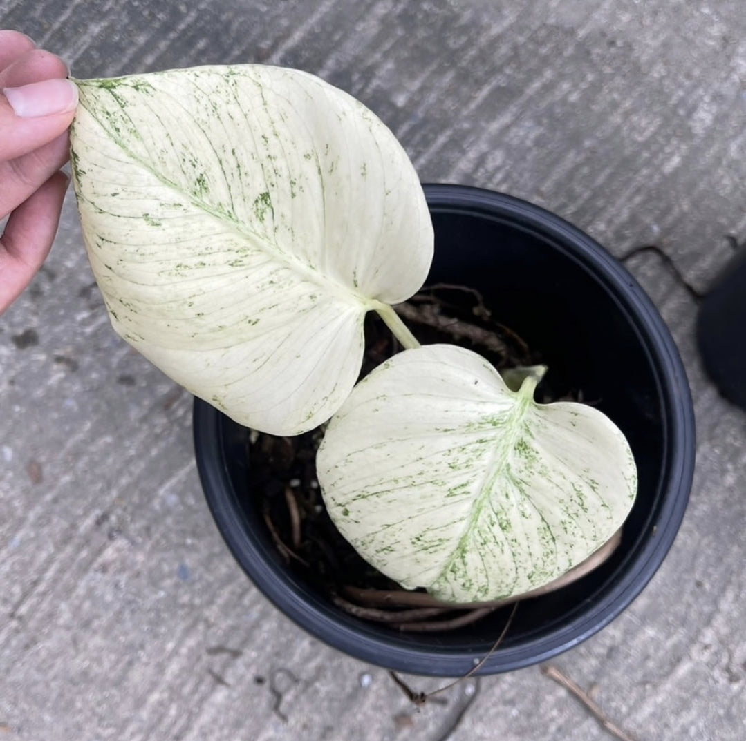(UG-12)Root in moss 1-2 leaves- Monstera Delisiosa 'White Monster' Variegated Rare Plant- Get Similar to the picture - 🪴 Voelk Art & Plants Inc 🪴