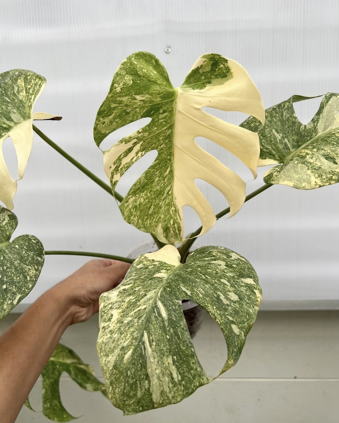 (UG-14)Root in moss 4+ leaves- Monstera Delisiosa 'Platinum' Variegated Rare Plant- Get Similar to the picture - 🪴 Voelk Art & Plants Inc 🪴