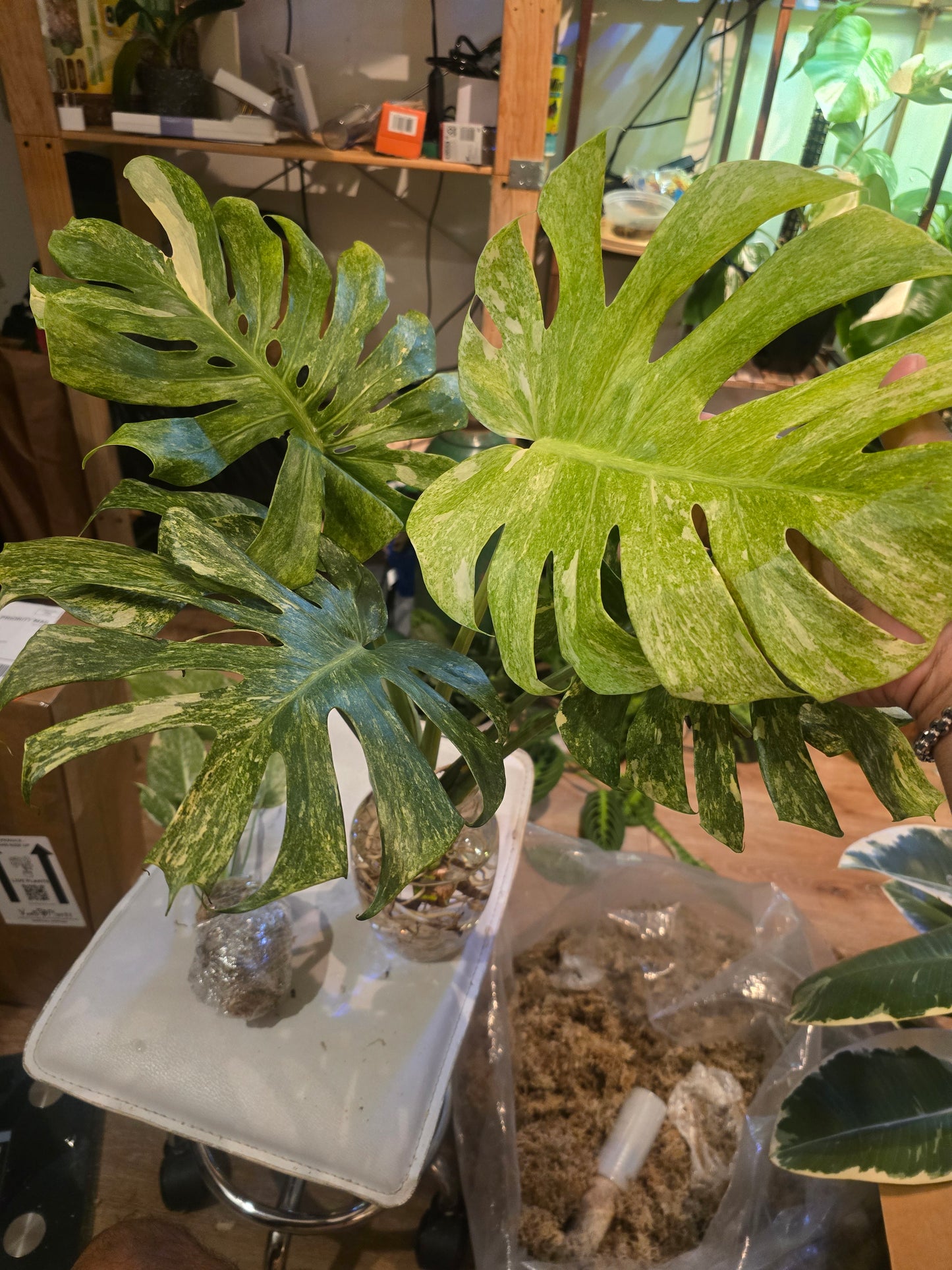 (UG-14)Root in moss 4+ leaves- Monstera Delisiosa 'Platinum' Variegated Rare Plant- Get Similar to the picture - 🪴 Voelk Art & Plants Inc 🪴