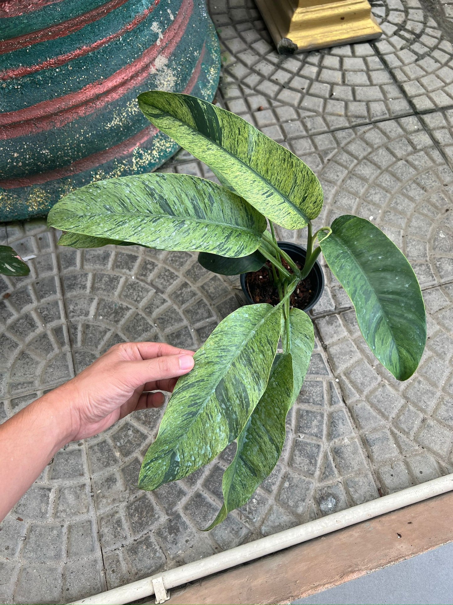 (UG-17)Root in moss 5+ leaves Epipremnum Giganteum Marble Variegated Rare Plant- Get Similar - 🪴 Voelk Art & Plants Inc 🪴