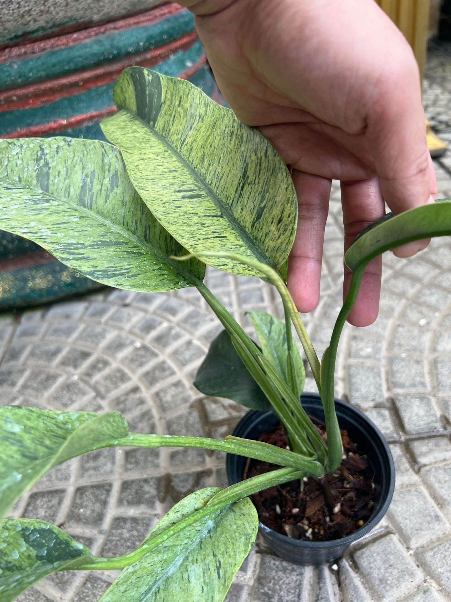 (UG-18)Root in moss 4+ leaves- Cebu Blue Variegated Rare Plant- Get Similar to the picture - 🪴 Voelk Art & Plants Inc 🪴
