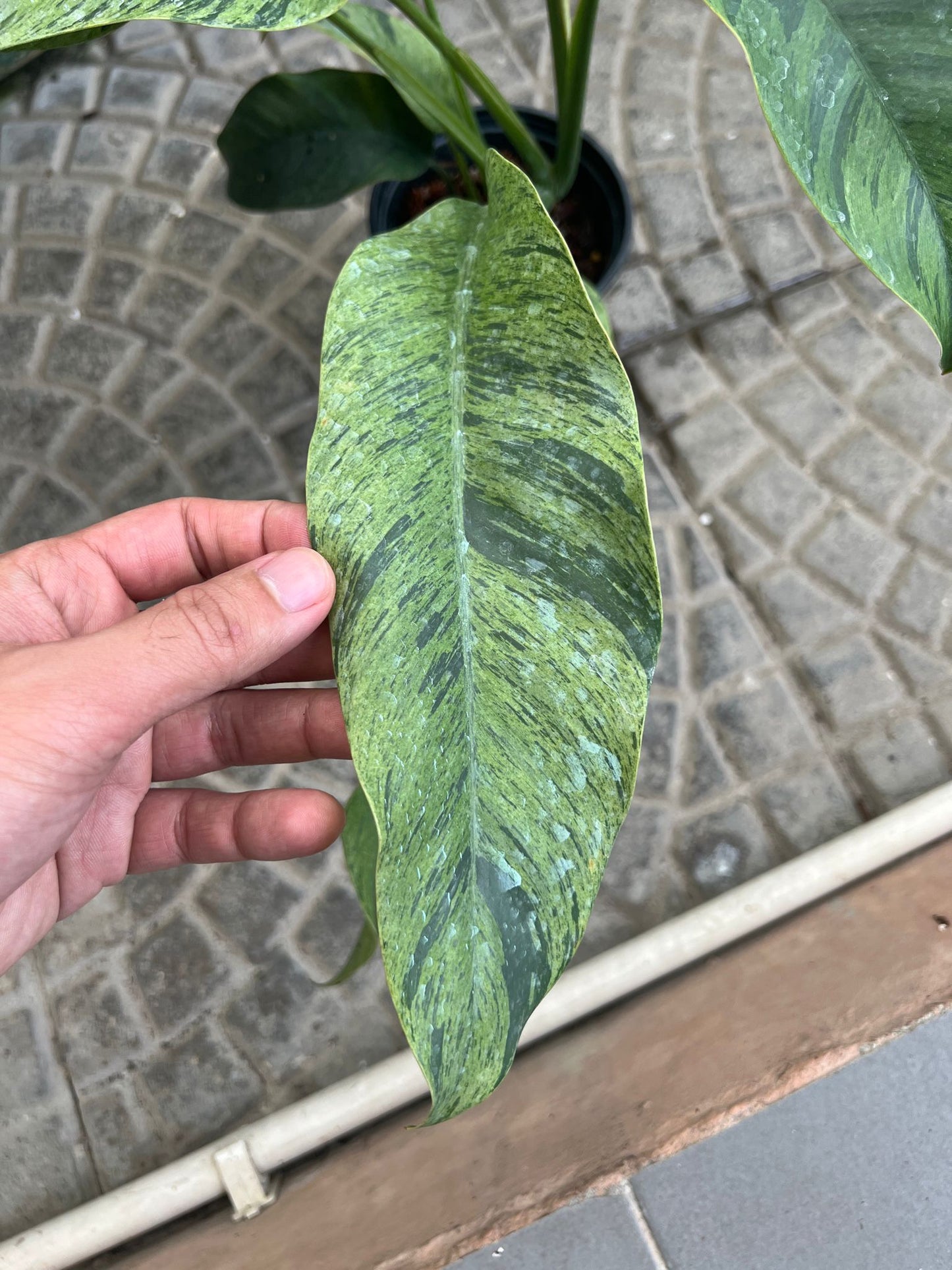 (UG-18)Root in moss 4+ leaves- Cebu Blue Variegated Rare Plant- Get Similar to the picture - 🪴 Voelk Art & Plants Inc 🪴