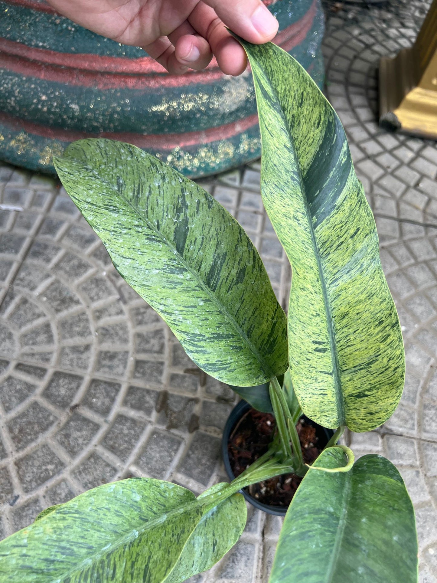 (UG-18)Root in moss 4+ leaves- Cebu Blue Variegated Rare Plant- Get Similar to the picture - 🪴 Voelk Art & Plants Inc 🪴