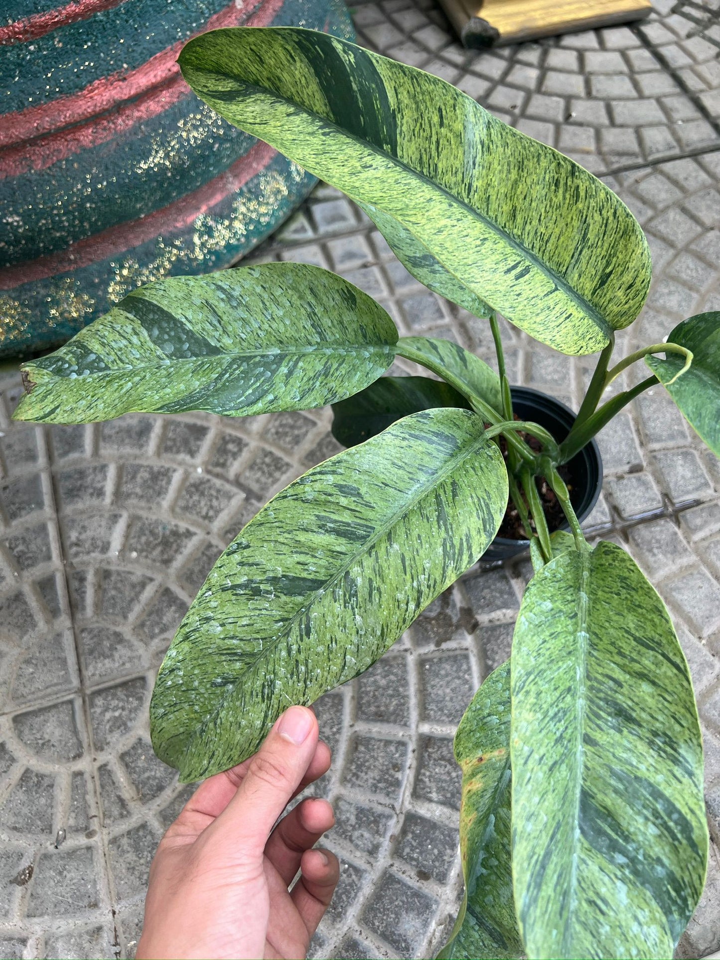 (UG-18)Root in moss 4+ leaves- Cebu Blue Variegated Rare Plant- Get Similar to the picture - 🪴 Voelk Art & Plants Inc 🪴