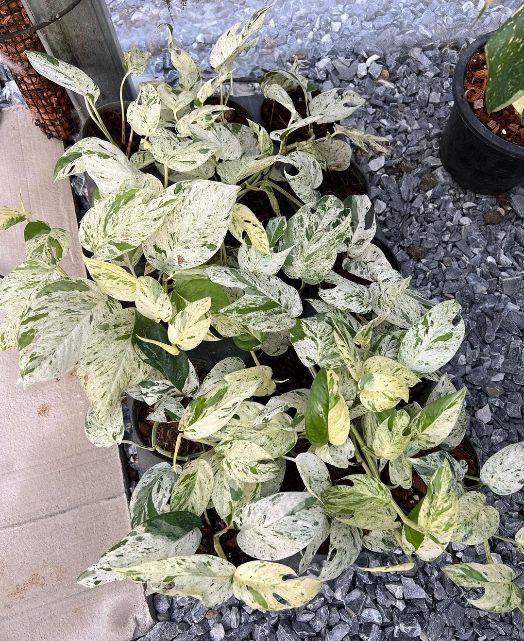 (UG-18)Root in moss 5+ leaves- Epipremnum 'Pinatum Marble' Variegated Rare Plant- Get Similar to the picture - 🪴 Voelk Art & Plants Inc 🪴