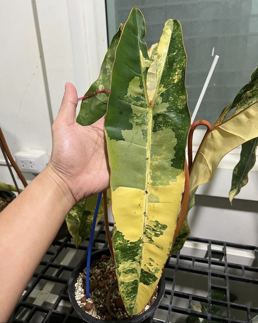 (UG-27)Root in moss 4 leaves, Full Plant - Philodendron Billietia Variegated Rare Plant- Get Similar to the picture - 🪴 Voelk Art & Plants Inc 🪴
