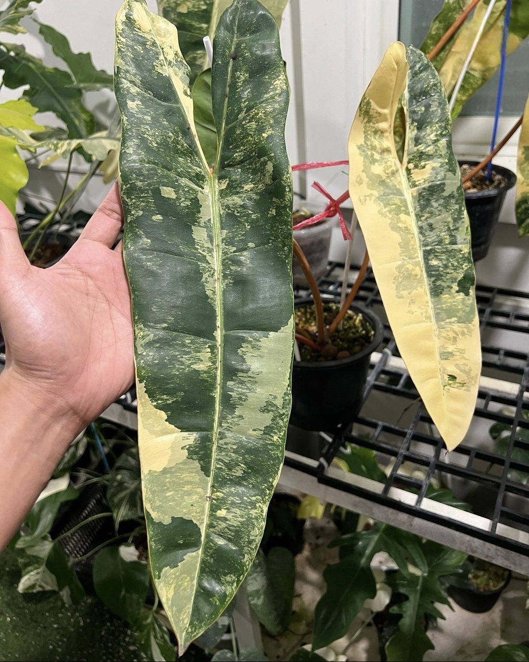 (UG-27)Root in moss 4 leaves, Full Plant - Philodendron Billietia Variegated Rare Plant- Get Similar to the picture - 🪴 Voelk Art & Plants Inc 🪴