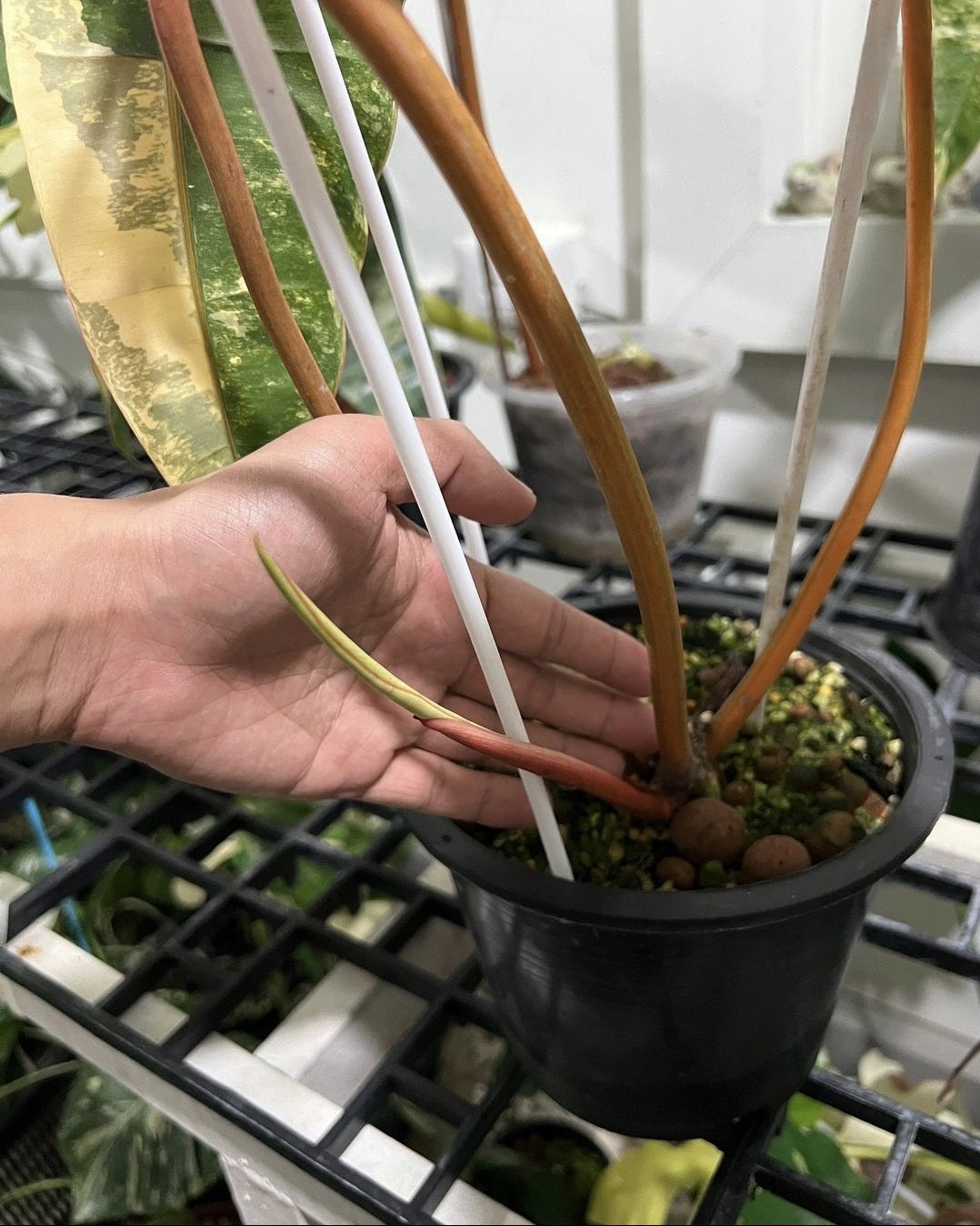 (UG-27)Root in moss 4 leaves, Full Plant - Philodendron Billietia Variegated Rare Plant- Get Similar to the picture - 🪴 Voelk Art & Plants Inc 🪴