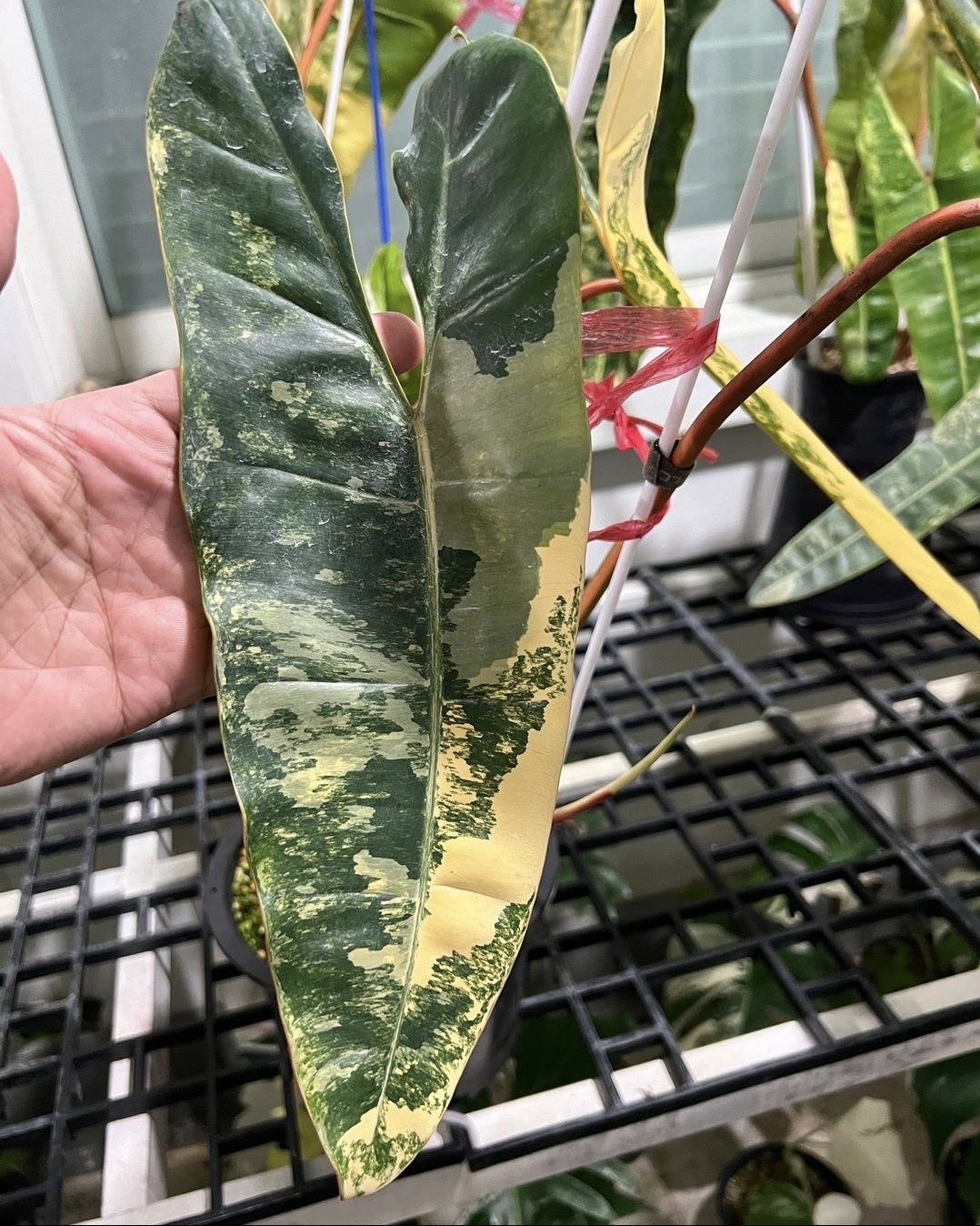 (UG-27)Root in moss 4 leaves, Full Plant - Philodendron Billietia Variegated Rare Plant- Get Similar to the picture - 🪴 Voelk Art & Plants Inc 🪴