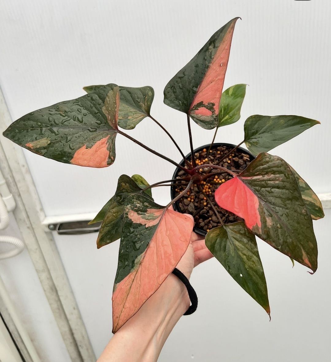 (UG-37)Root in moss 5+ leaves, Full Plant - 'Homalomena Pink Diamond' Variegated Rare Plant- Get Similar to the picture - 🪴 Voelk Art & Plants Inc 🪴