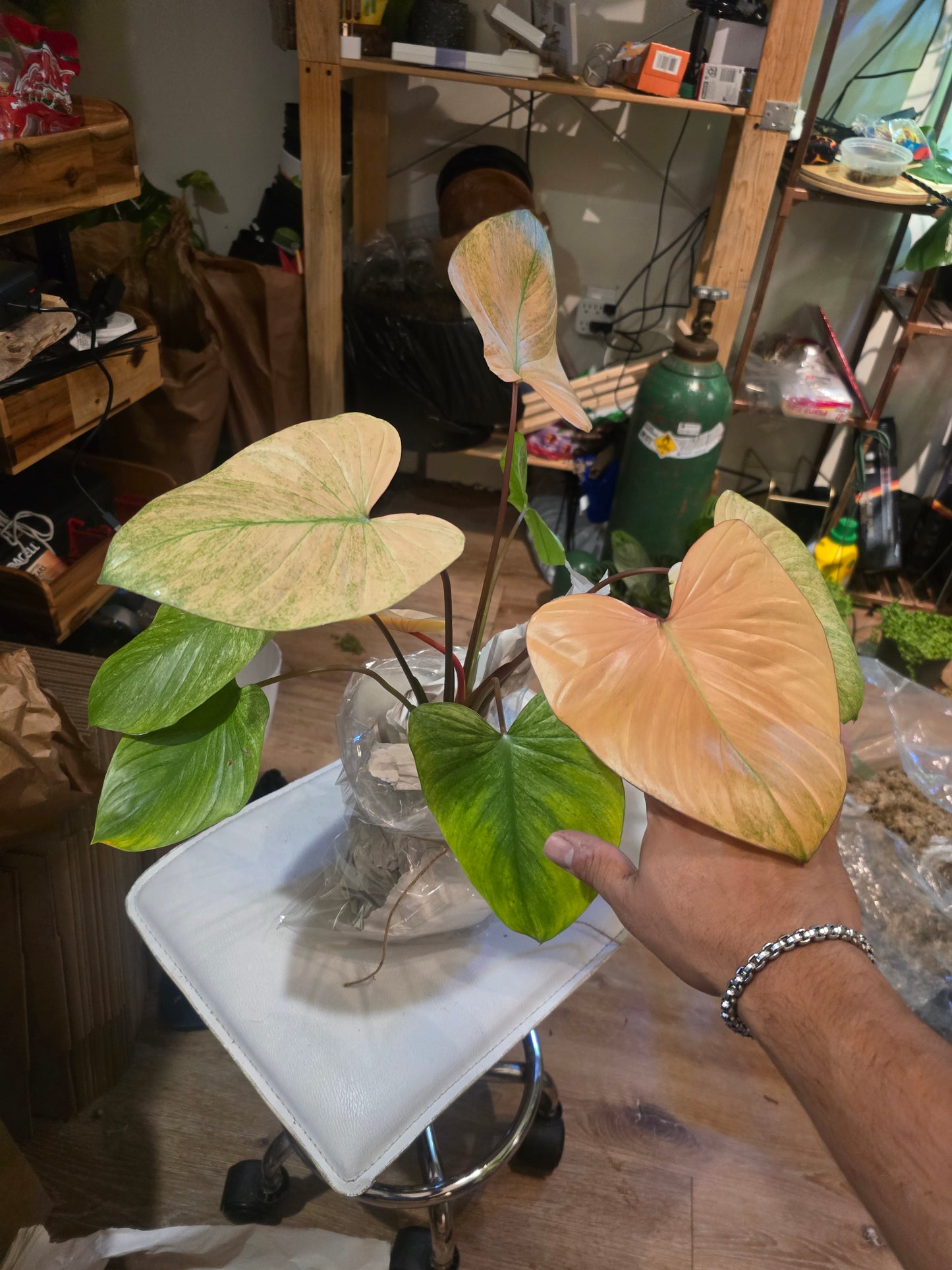(UG-38)Root in moss 5+ leaves, Full Plant - 'Homalomena Mint' Variegated Rare Plant- Get Similar to the picture - 🪴 Voelk Art & Plants Inc 🪴