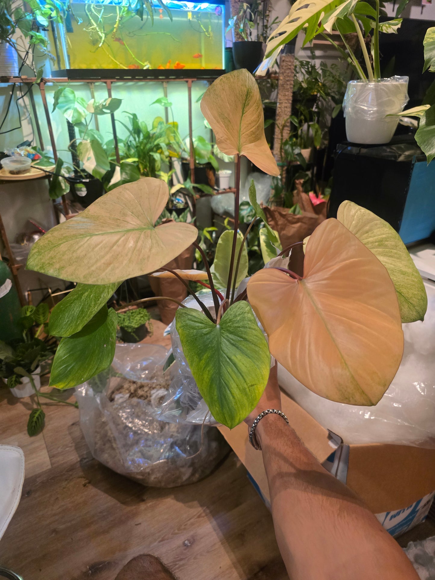 (UG-38)Root in moss 5+ leaves, Full Plant - 'Homalomena Mint' Variegated Rare Plant- Get Similar to the picture - 🪴 Voelk Art & Plants Inc 🪴
