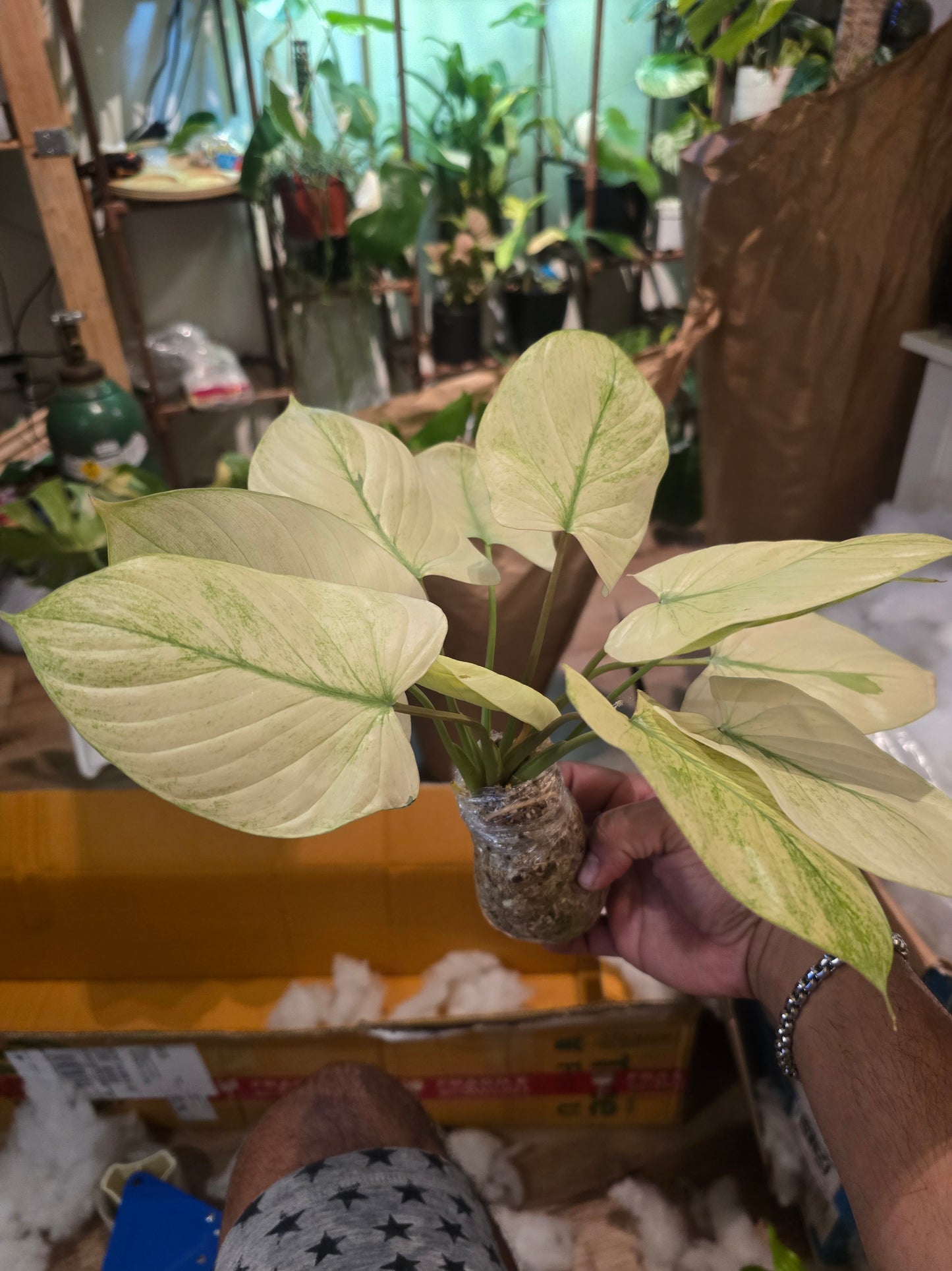(UG-38)Root in moss 5+ leaves, Full Plant - 'Homalomena Mint' Variegated Rare Plant- Get Similar to the picture - 🪴 Voelk Art & Plants Inc 🪴