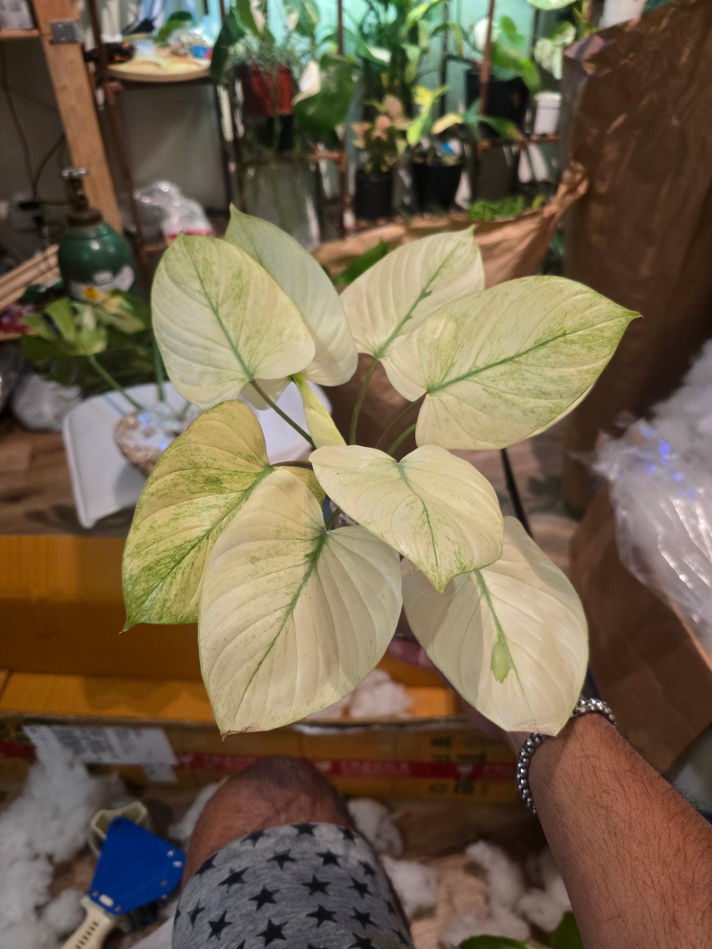 (UG-38)Root in moss 5+ leaves, Full Plant - 'Homalomena Mint' Variegated Rare Plant- Get Similar to the picture - 🪴 Voelk Art & Plants Inc 🪴