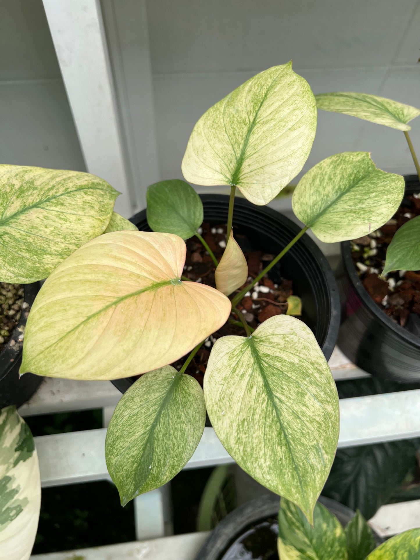(UG-38)Root in moss 5+ leaves, Full Plant - 'Homalomena Mint' Variegated Rare Plant- Get Similar to the picture - 🪴 Voelk Art & Plants Inc 🪴