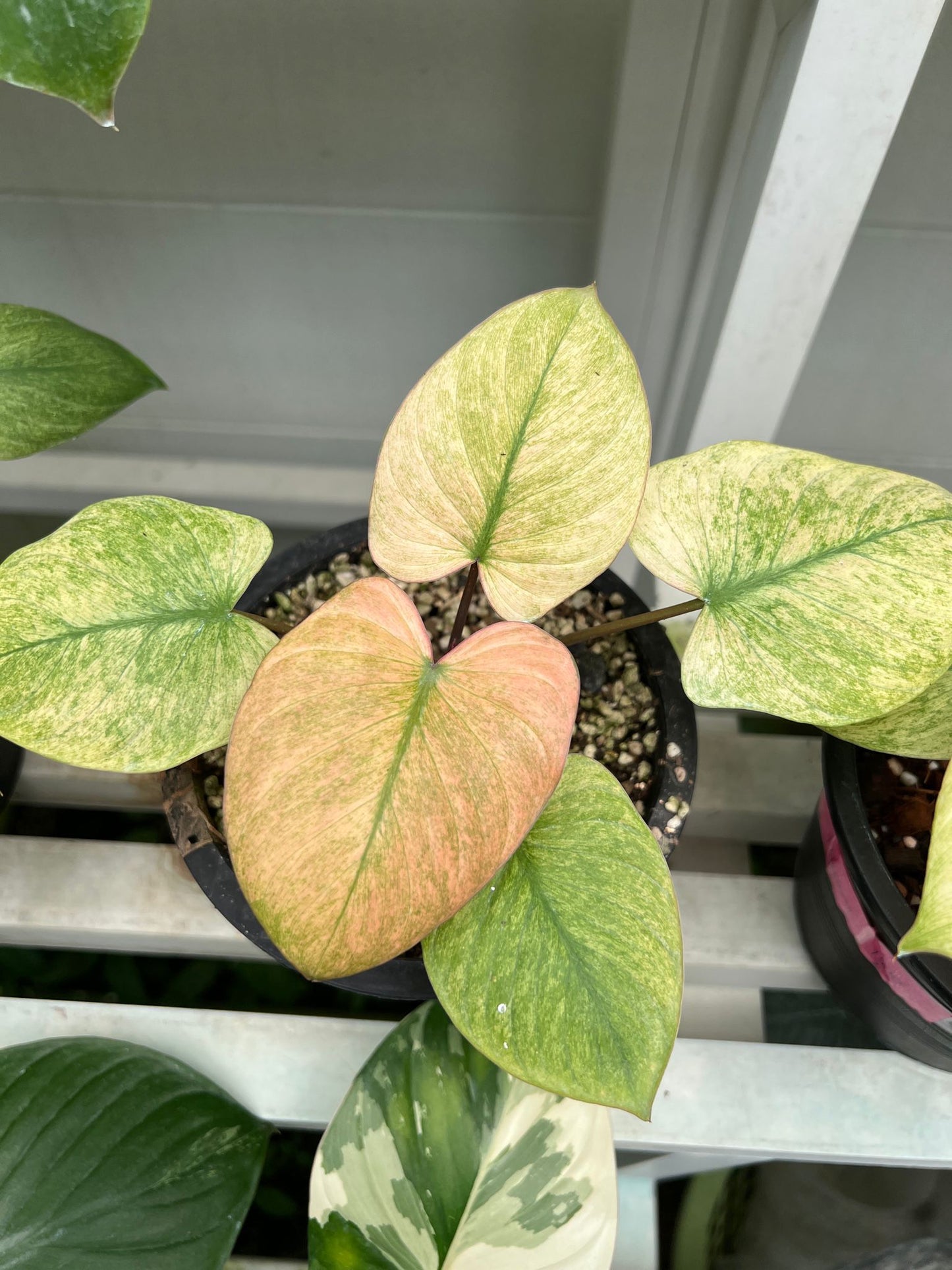 (UG-38)Root in moss 5+ leaves, Full Plant - 'Homalomena Mint' Variegated Rare Plant- Get Similar to the picture - 🪴 Voelk Art & Plants Inc 🪴