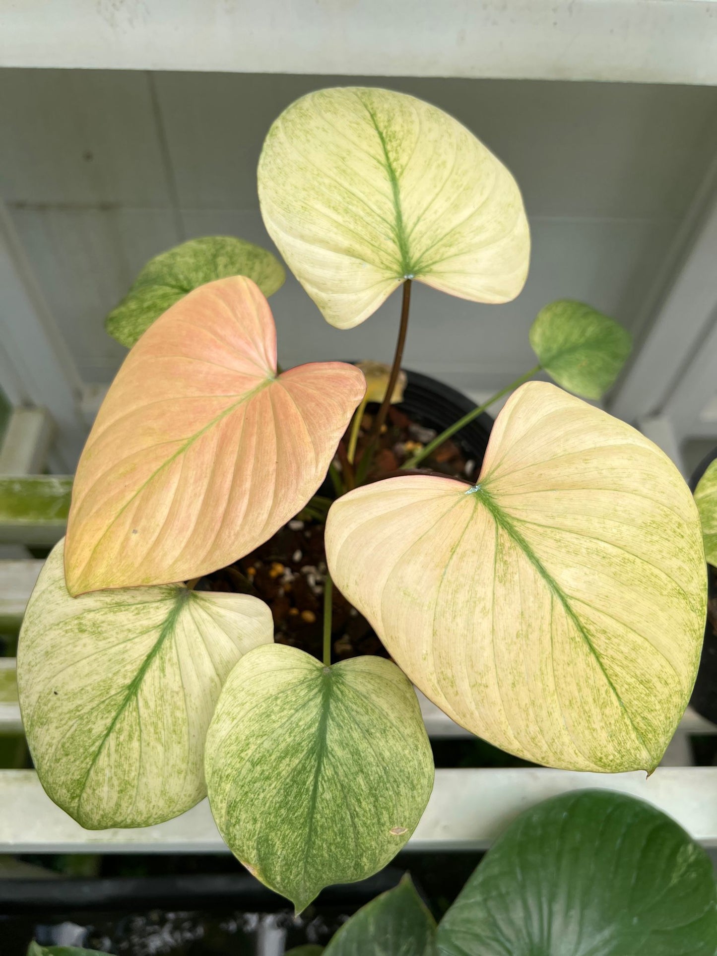 (UG-38)Root in moss 5+ leaves, Full Plant - 'Homalomena Mint' Variegated Rare Plant- Get Similar to the picture - 🪴 Voelk Art & Plants Inc 🪴