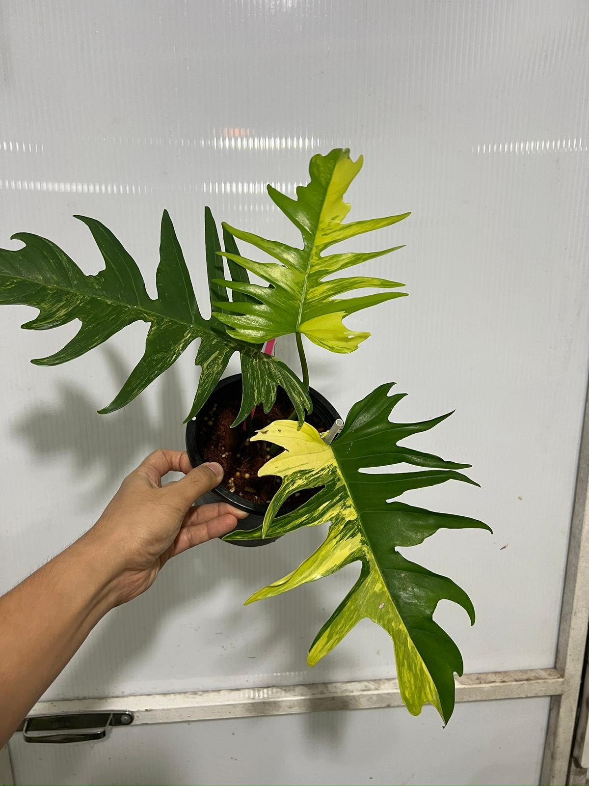 (UG-55)Root in moss 3-4 leaves - Philodendron 'Tortum' Variegated Rare Plant - 🪴 Voelk Art & Plants Inc 🪴