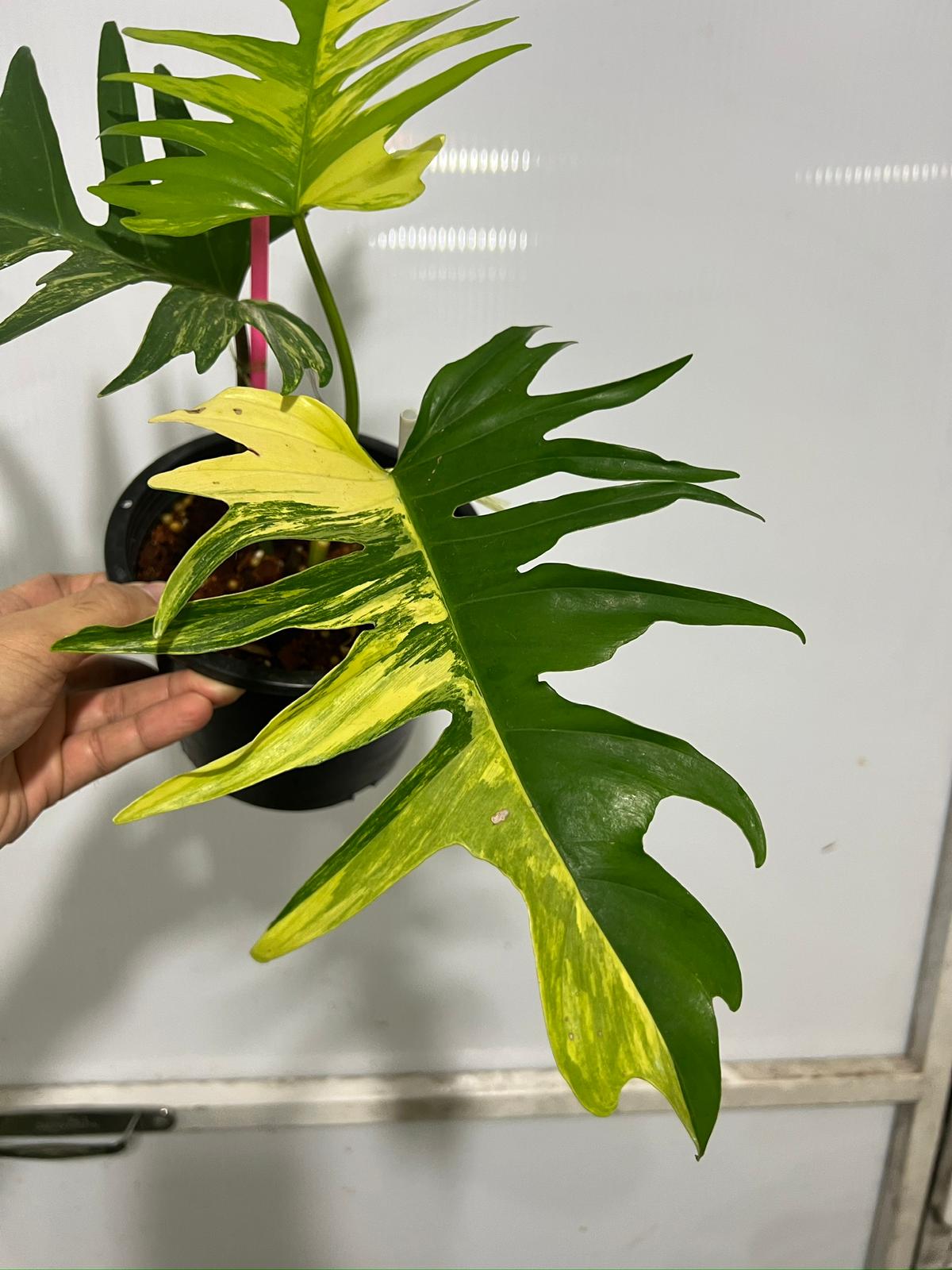 (UG-55)Root in moss 3-4 leaves - Philodendron 'Tortum' Variegated Rare Plant - 🪴 Voelk Art & Plants Inc 🪴