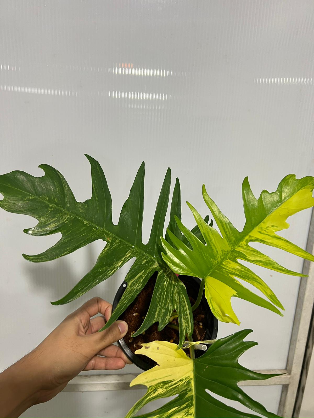 (UG-55)Root in moss 3-4 leaves - Philodendron 'Tortum' Variegated Rare Plant - 🪴 Voelk Art & Plants Inc 🪴