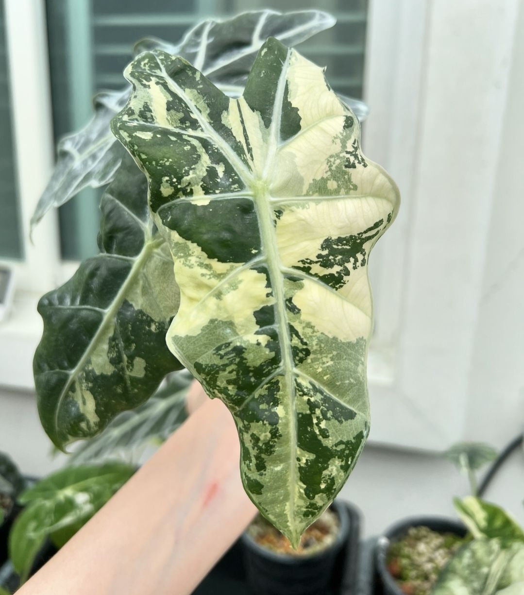 (UG-57)Root in moss 3+ leaves - Alocasia 'Amazonica' Variegated Rare Plant- Get Similar to the picture - 🪴 Voelk Art & Plants Inc 🪴