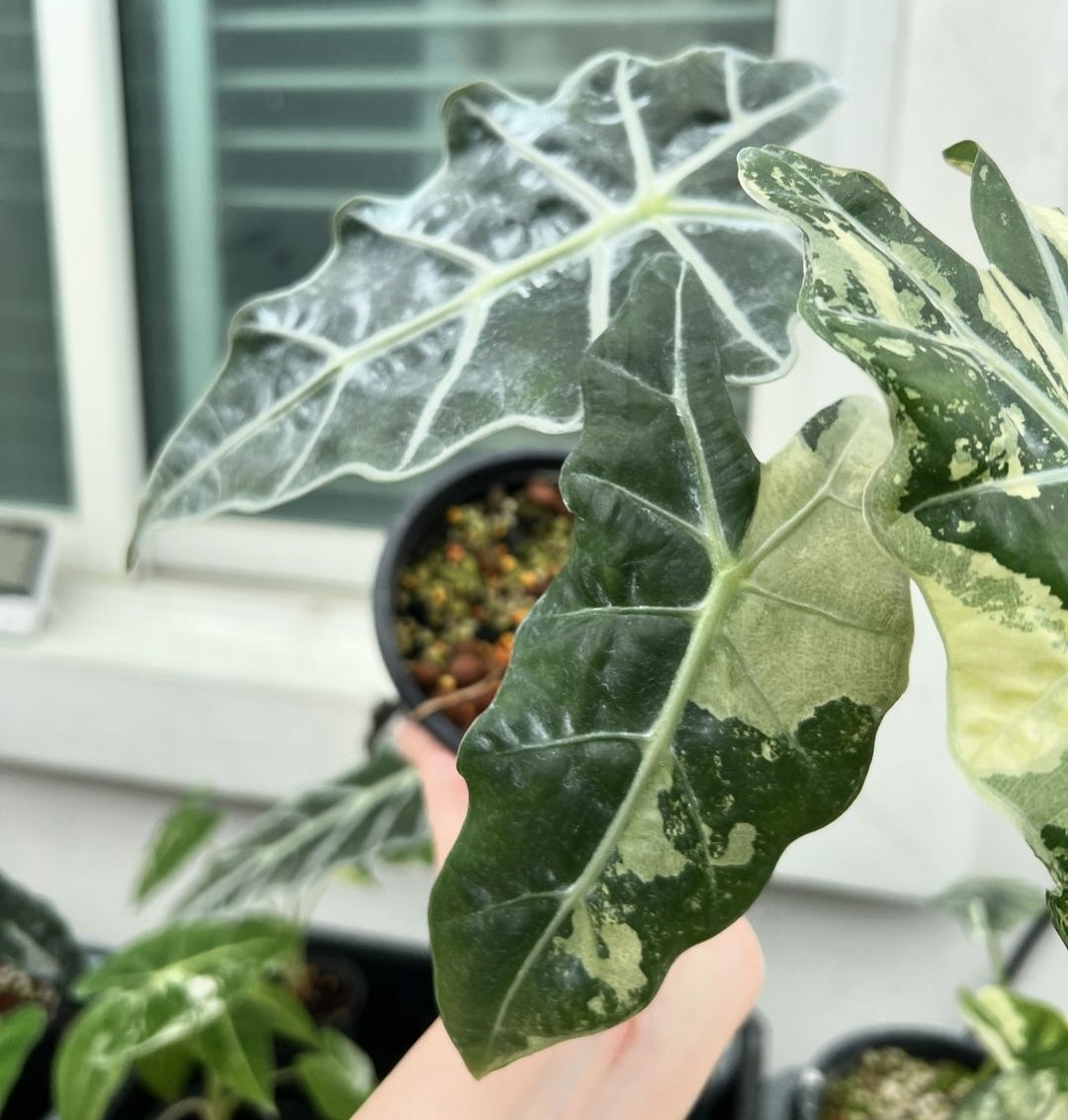 (UG-57)Root in moss 3+ leaves - Alocasia 'Amazonica' Variegated Rare Plant- Get Similar to the picture - 🪴 Voelk Art & Plants Inc 🪴