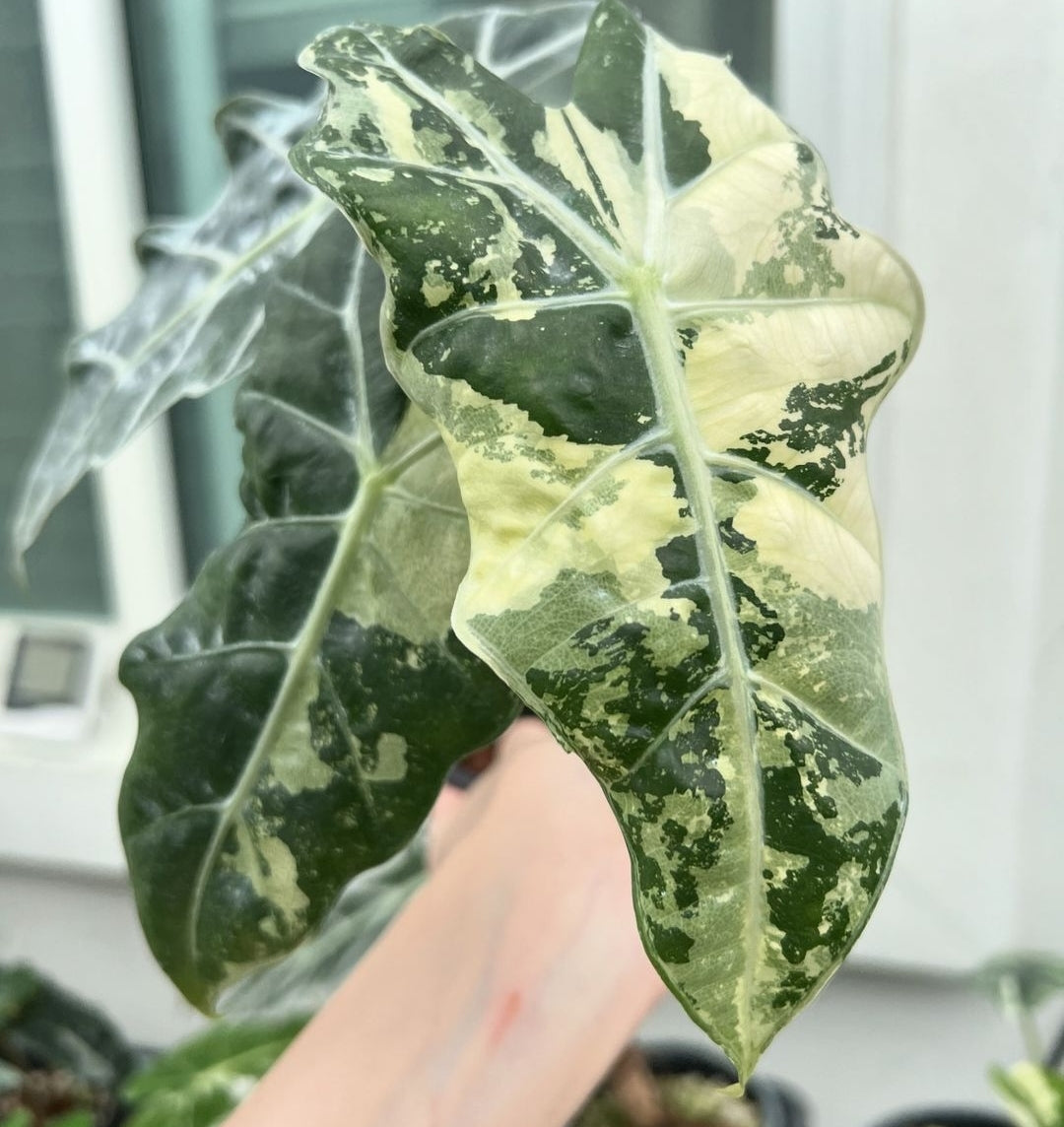 (UG-57)Root in moss 3+ leaves - Alocasia 'Amazonica' Variegated Rare Plant- Get Similar to the picture - 🪴 Voelk Art & Plants Inc 🪴