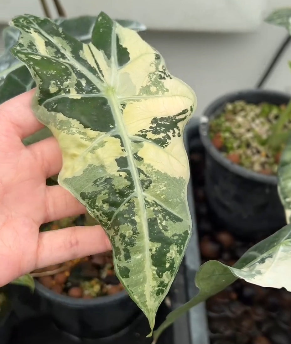 (UG-57)Root in moss 3+ leaves - Alocasia 'Amazonica' Variegated Rare Plant- Get Similar to the picture - 🪴 Voelk Art & Plants Inc 🪴
