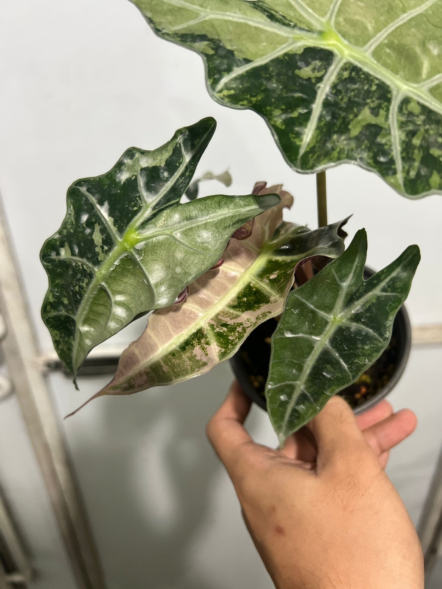(UG-57)Root in moss 3+ leaves - Alocasia 'Amazonica' Variegated Rare Plant- Get Similar to the picture - 🪴 Voelk Art & Plants Inc 🪴