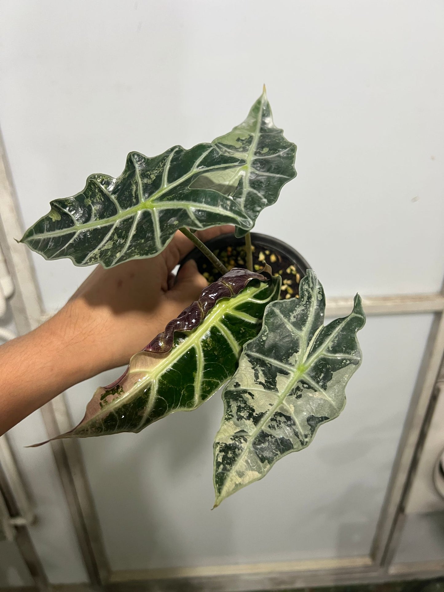 (UG-57)Root in moss 3+ leaves - Alocasia 'Amazonica' Variegated Rare Plant- Get Similar to the picture - 🪴 Voelk Art & Plants Inc 🪴