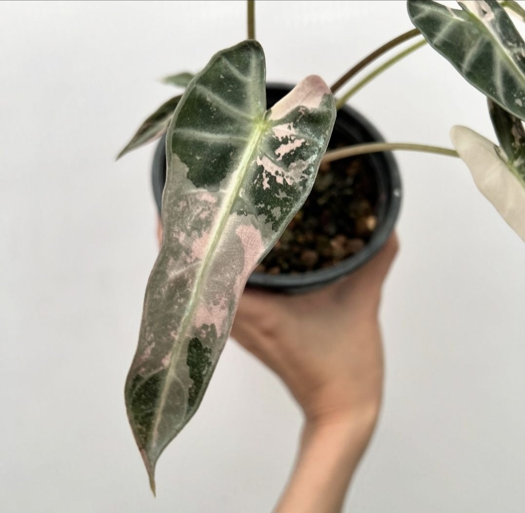 (UG-58)Root in moss 4+ leaves - Alocasia 'Bambino' Variegated Rare Plant- Get Similar to the picture - 🪴 Voelk Art & Plants Inc 🪴