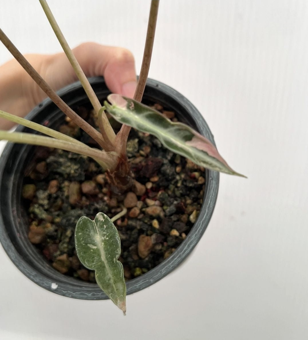 (UG-58)Root in moss 4+ leaves - Alocasia 'Bambino' Variegated Rare Plant- Get Similar to the picture - 🪴 Voelk Art & Plants Inc 🪴