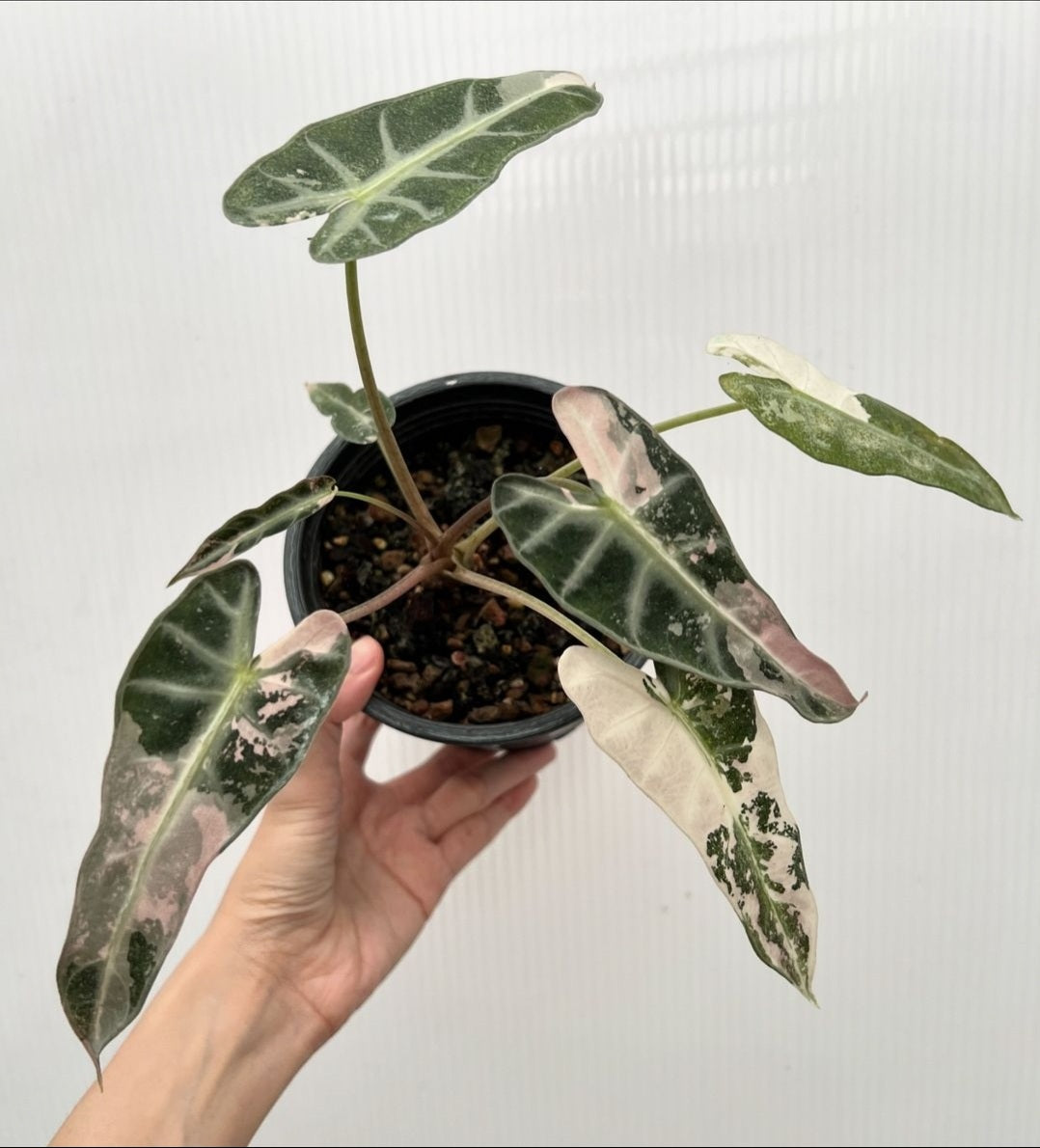 (UG-58)Root in moss 4+ leaves - Alocasia 'Bambino' Variegated Rare Plant- Get Similar to the picture - 🪴 Voelk Art & Plants Inc 🪴