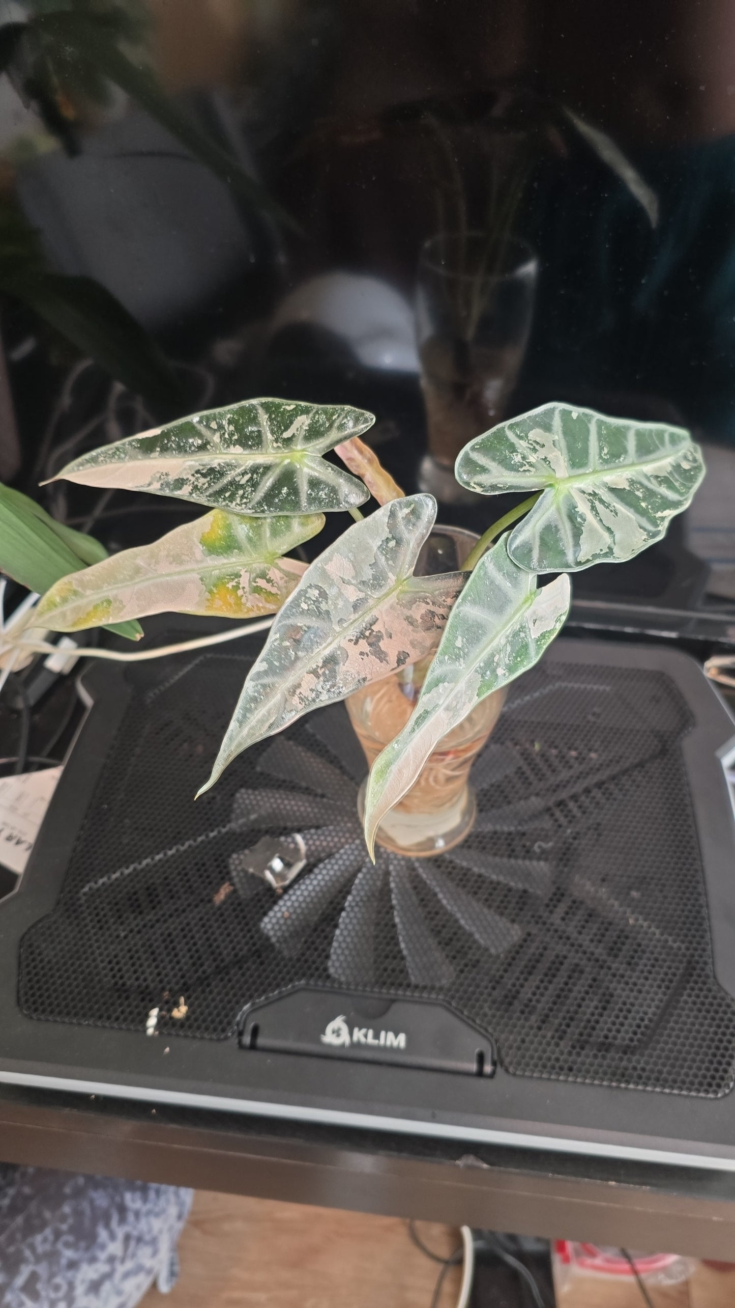 (UG-58)Root in moss 4+ leaves - Alocasia 'Bambino' Variegated Rare Plant- Get Similar to the picture - 🪴 Voelk Art & Plants Inc 🪴