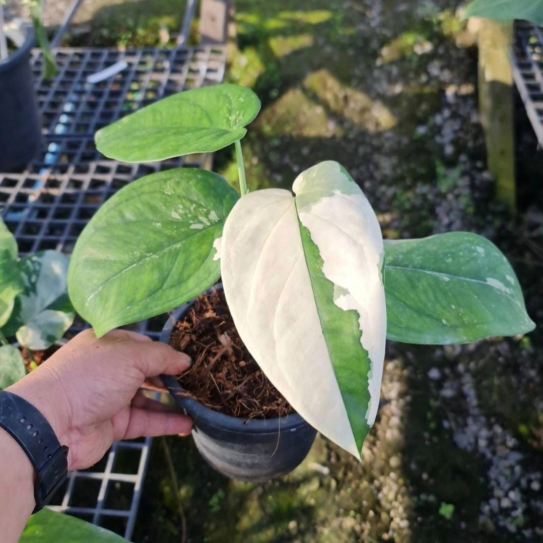 (UG-64)Root in moss 4+ leaves - Syngonium 'Chiapense' Variegated Rare Plant- Get Similar to the picture - 🪴 Voelk Art & Plants Inc 🪴