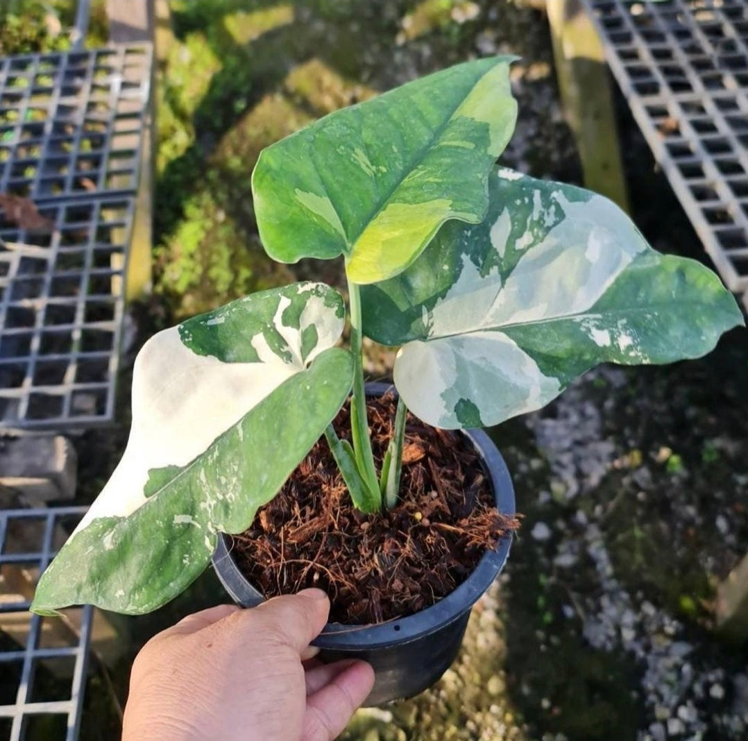 (UG-64)Root in moss 4+ leaves - Syngonium 'Chiapense' Variegated Rare Plant- Get Similar to the picture - 🪴 Voelk Art & Plants Inc 🪴