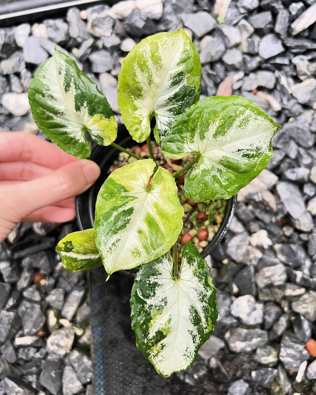 (UG-67)Root in moss 4+ leaves - Syngonium 'Scrambled Egg' Variegated Rare Plant- Get Similar to the picture - 🪴 Voelk Art & Plants Inc 🪴