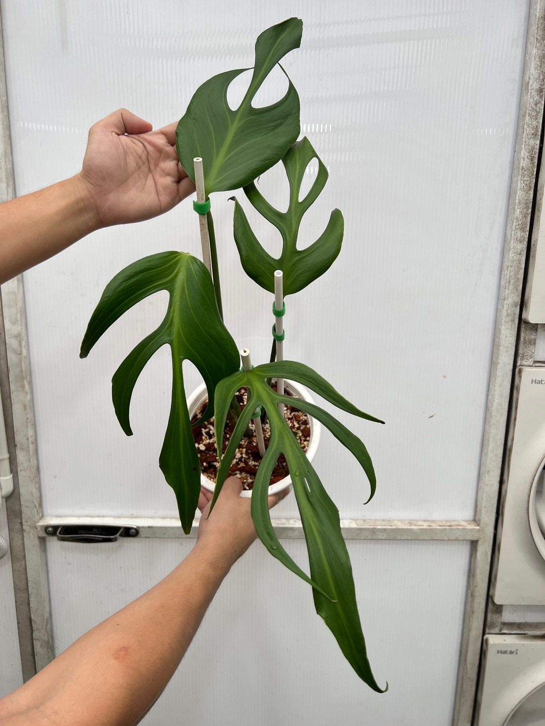 (UG)Root in moss cut 3-4 leaves- Monstera Burle Marx Rare XL Plant- Get Similar - 🪴 Voelk Art & Plants Inc 🪴